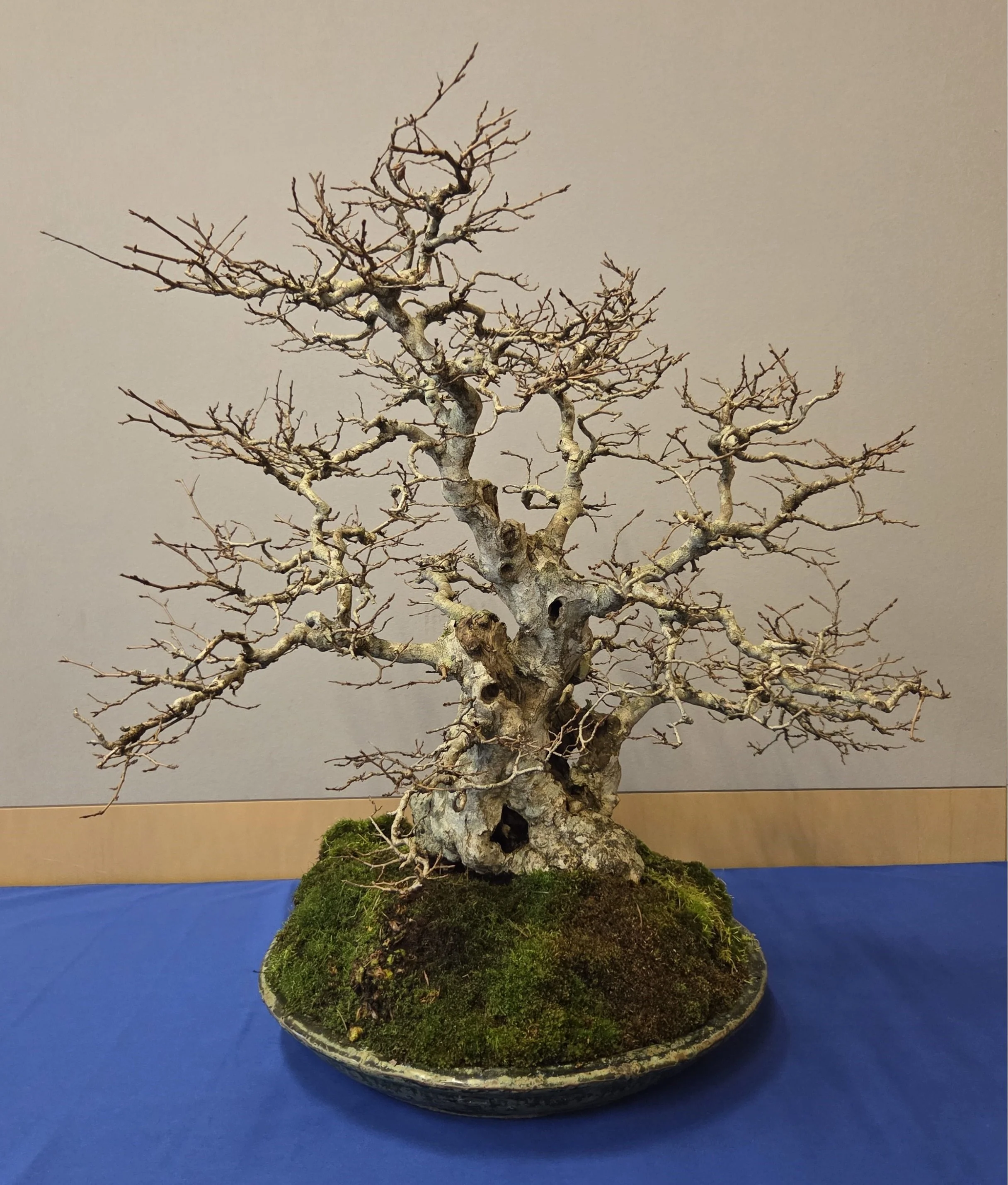 41 - Korean Hornbeam