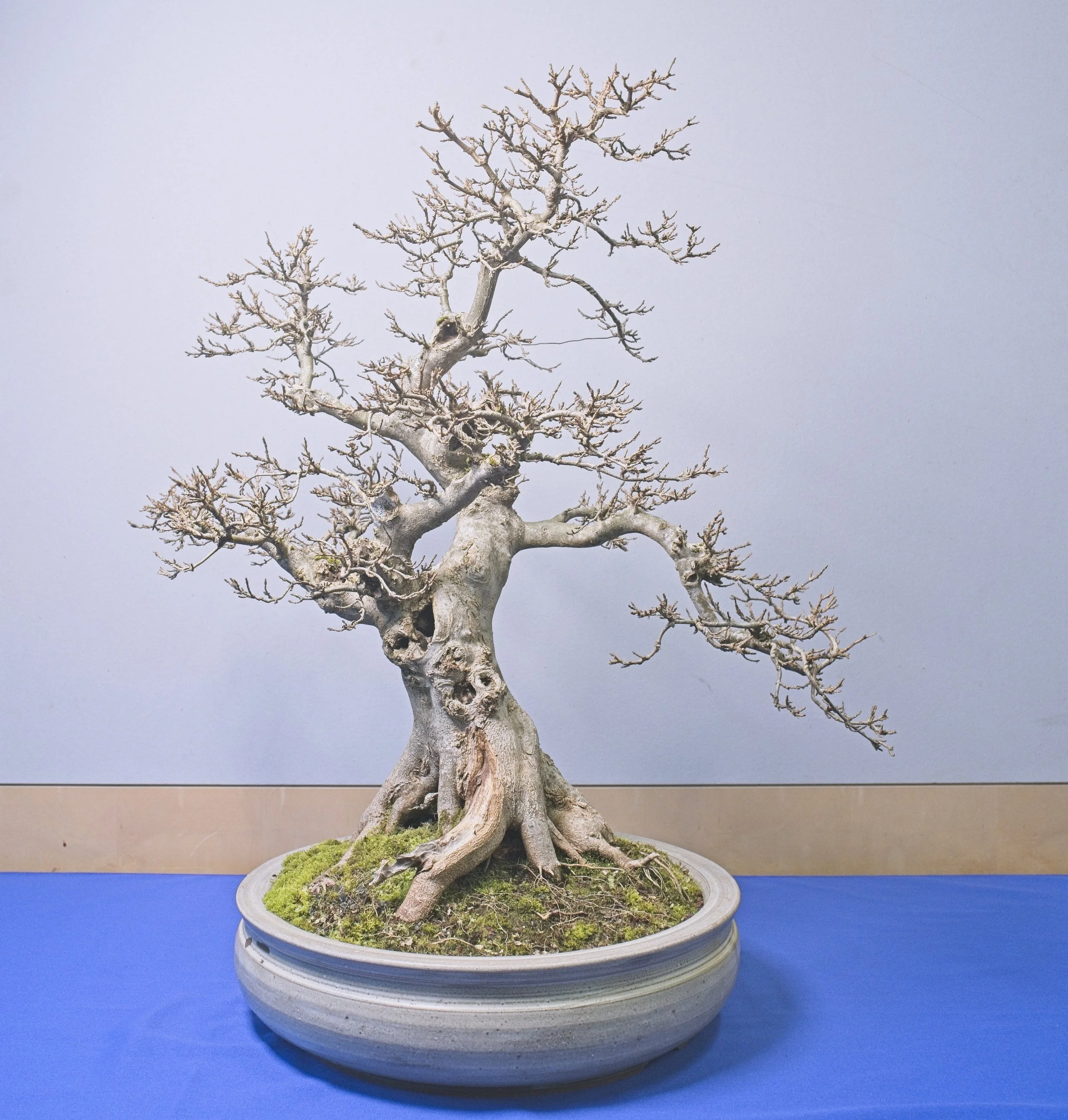 13 - Trident Maple