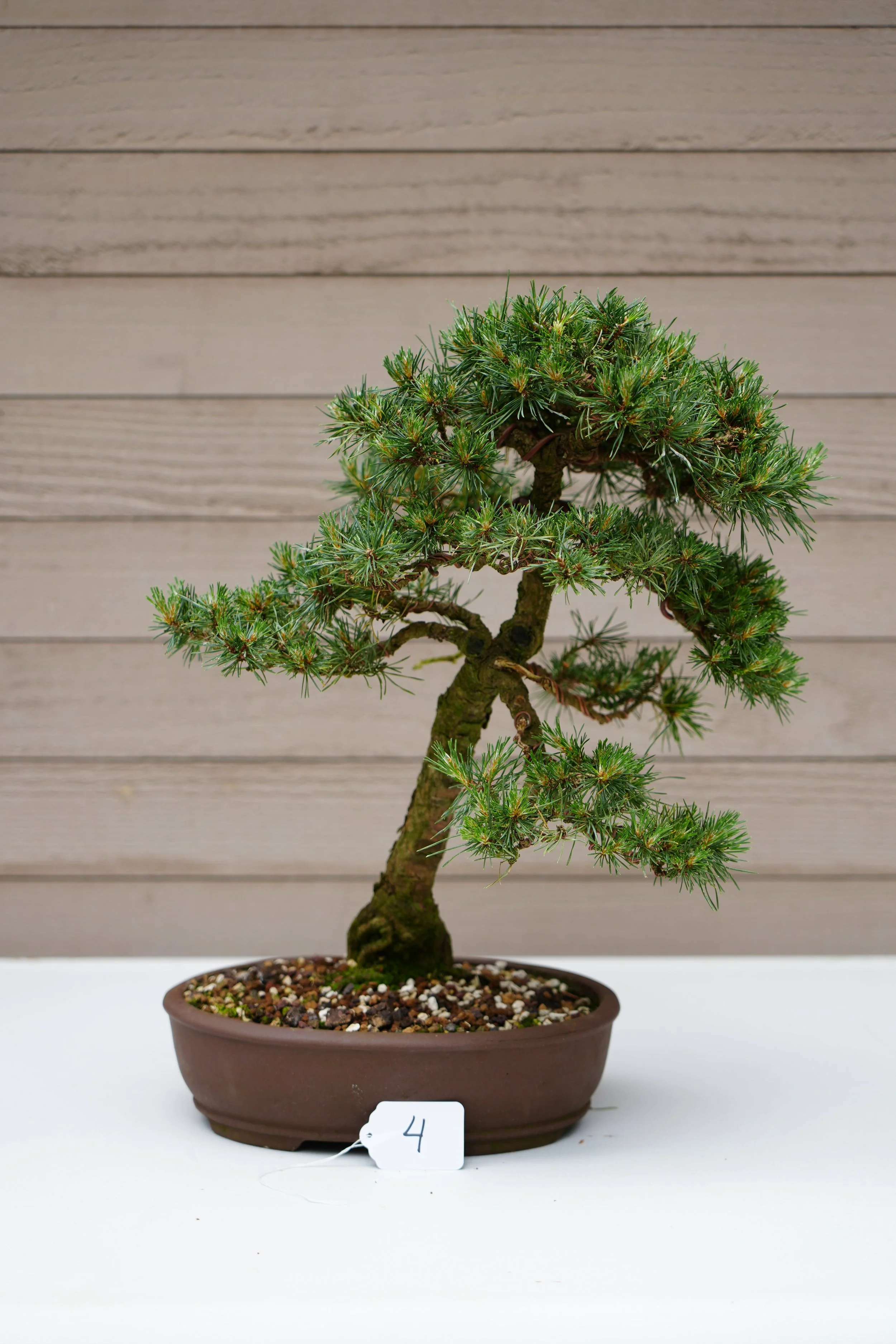 04 - Miniature Scot_s Pine.JPG