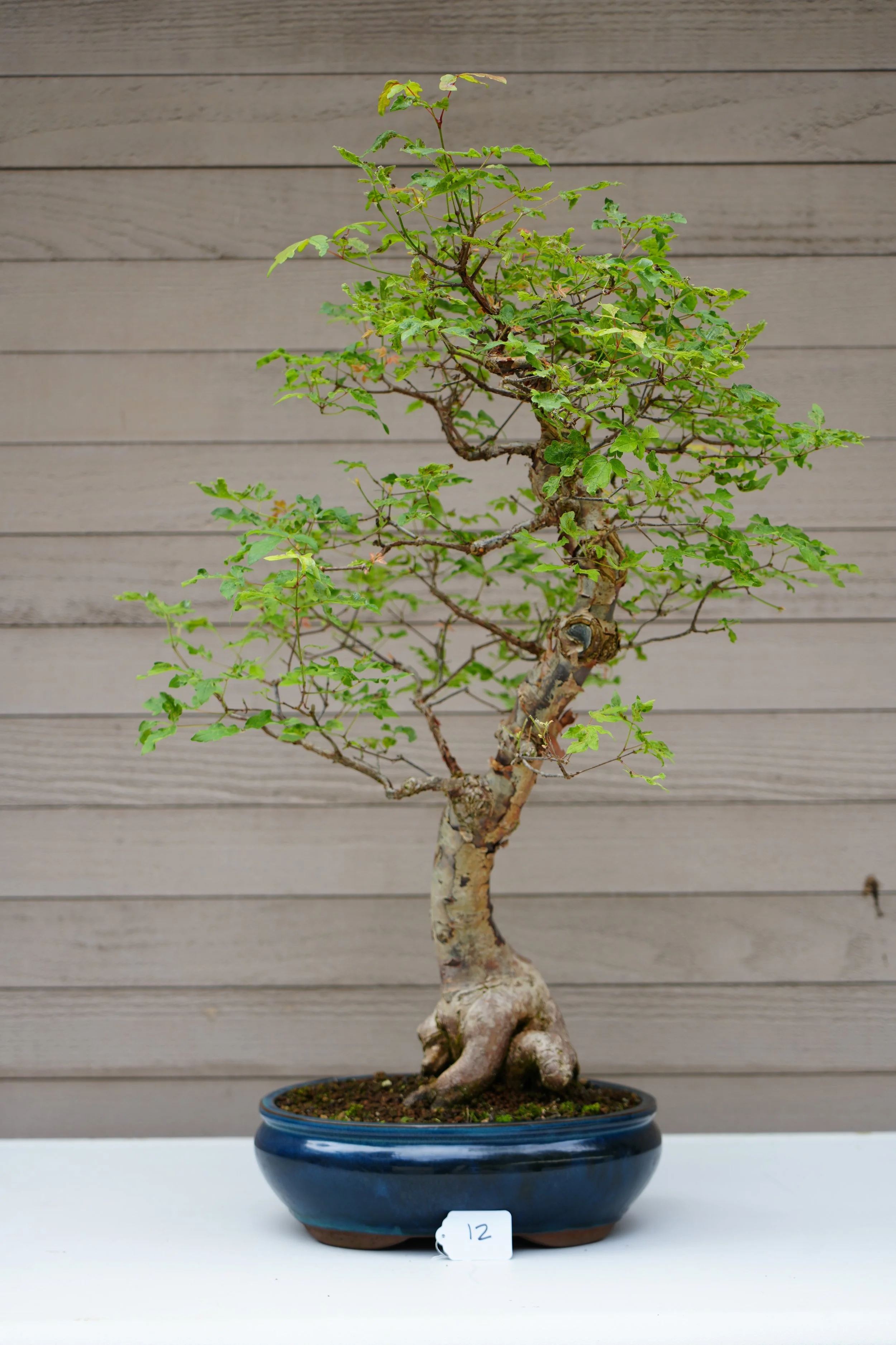 12 - Paper-Bark Maple.JPG