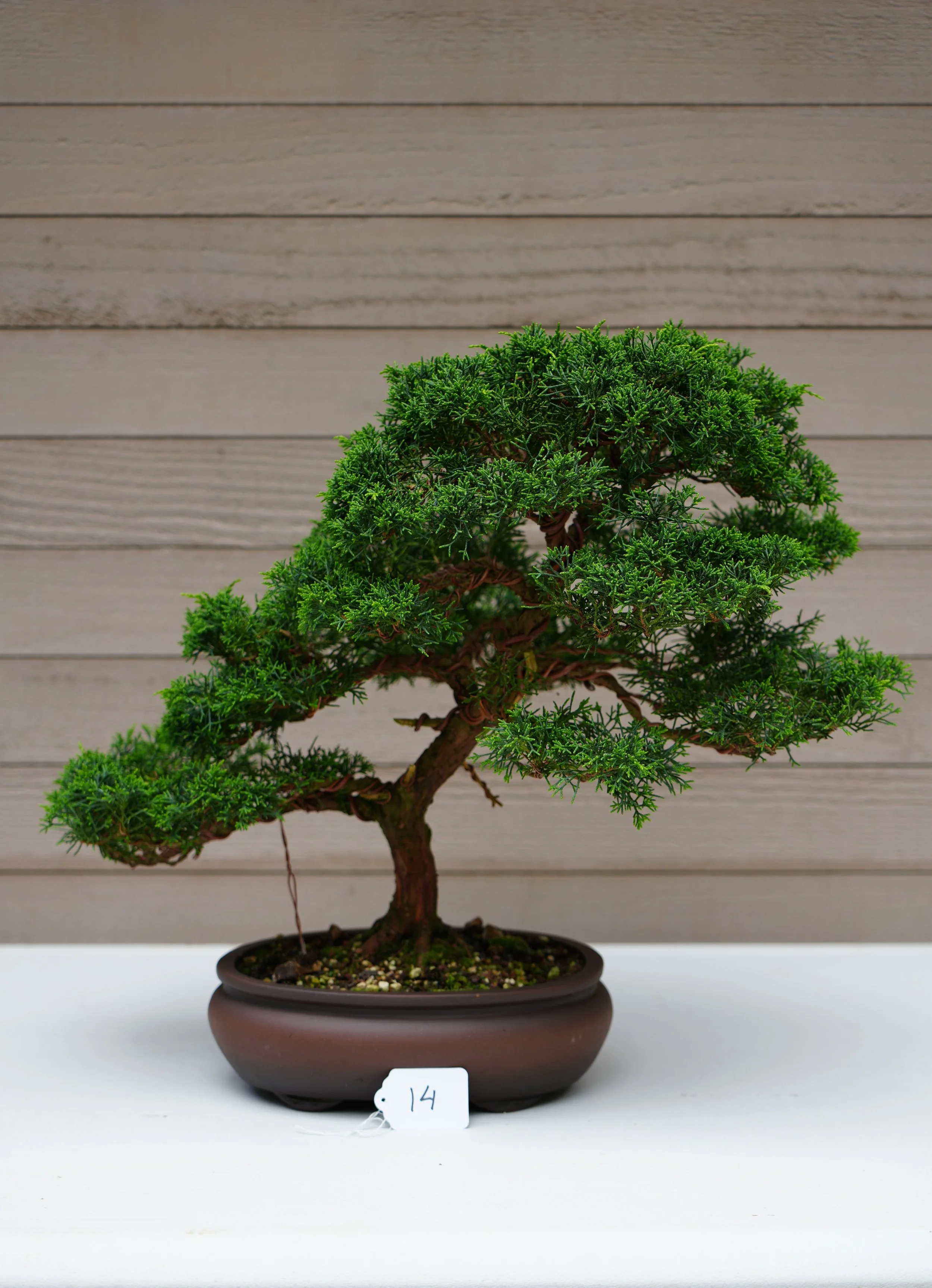 14 - Juniper.JPG