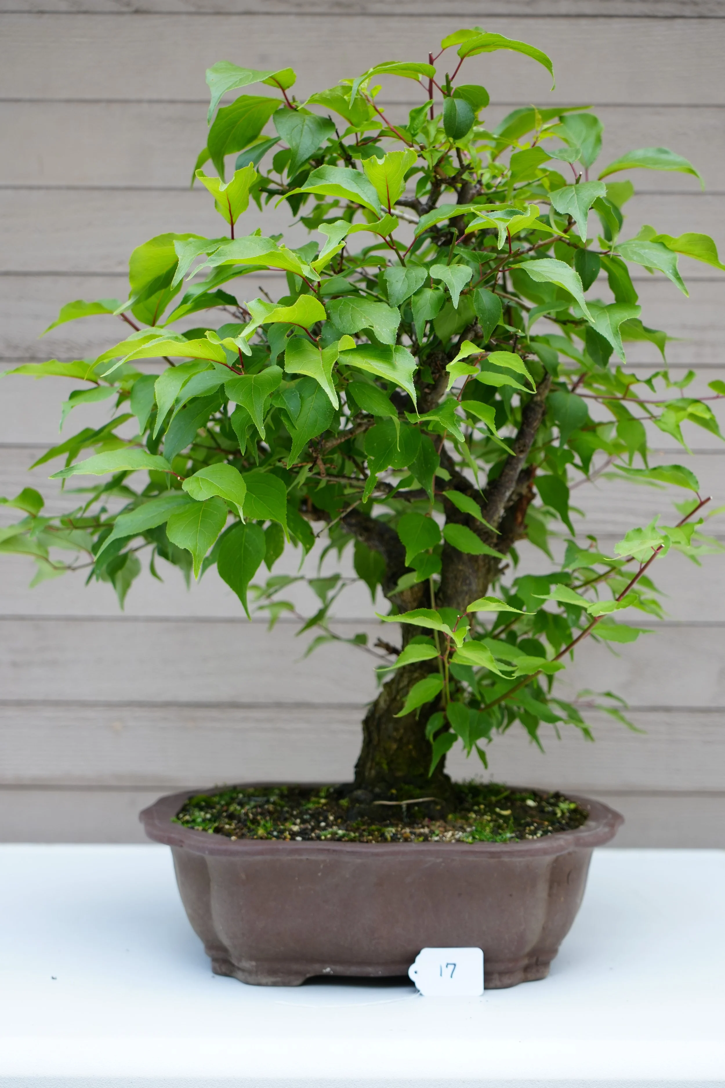 17 - Japanese Flowering Apricot.JPG