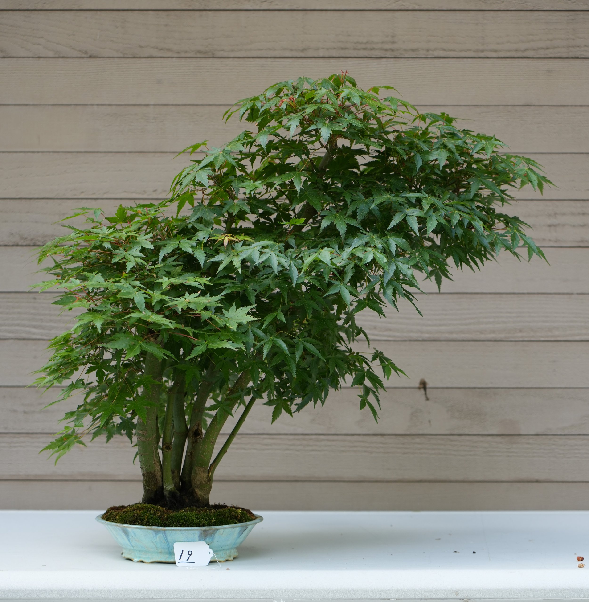 19 - Japanese Maple.JPG