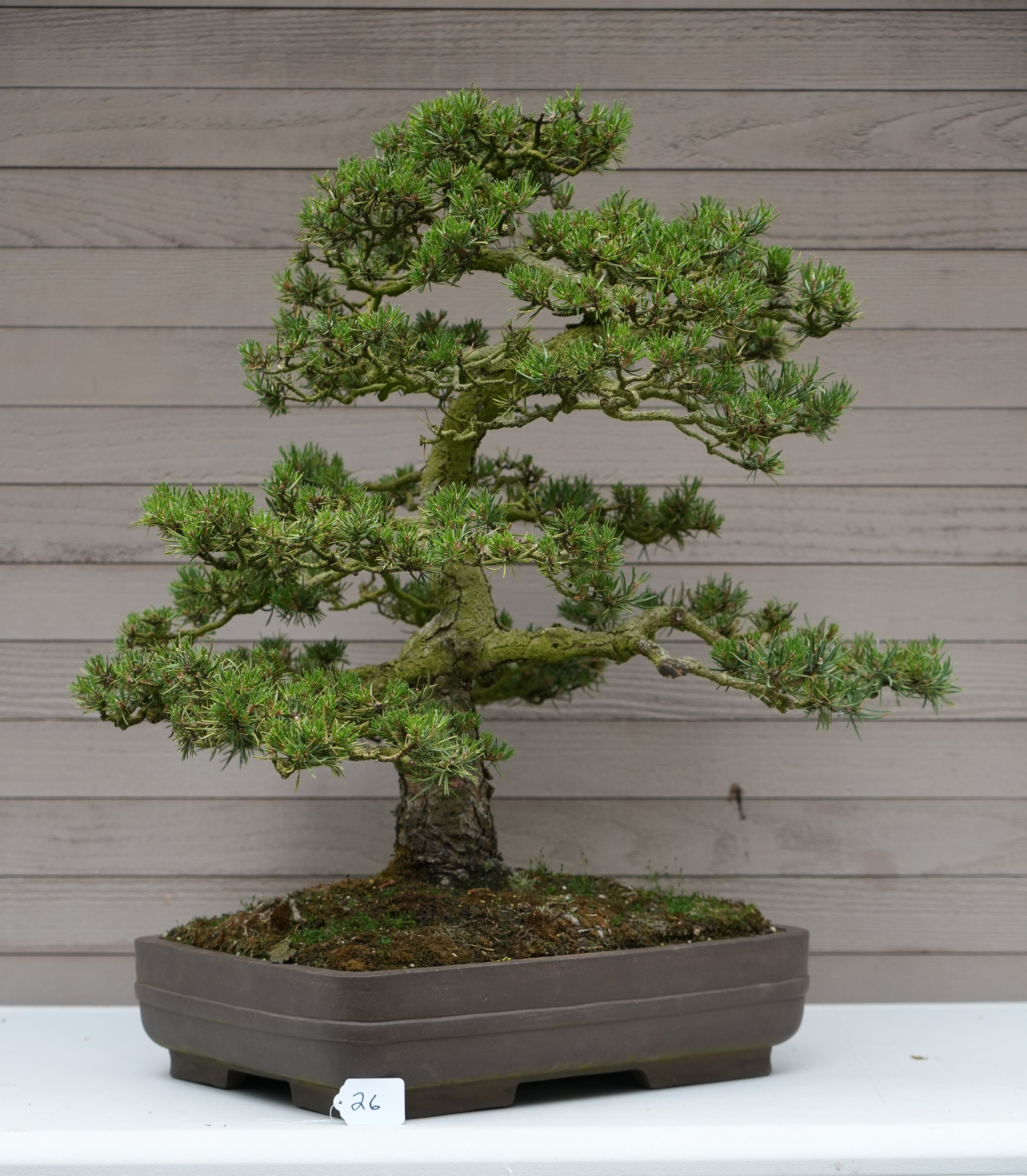 26 - Jack Pine.JPG