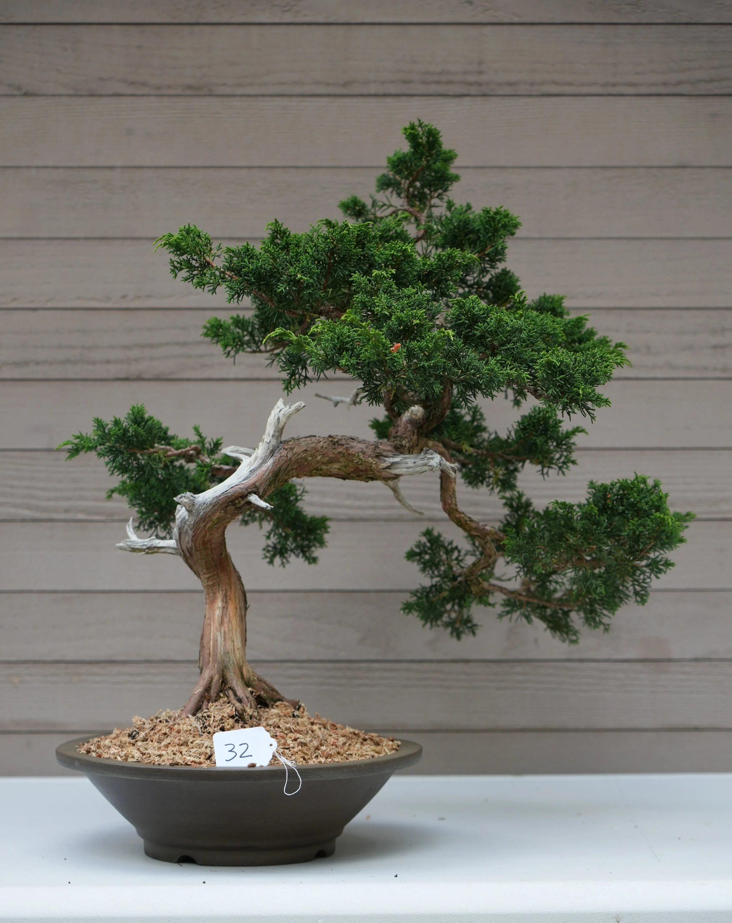 32 - Shimpaku Juniper.JPG