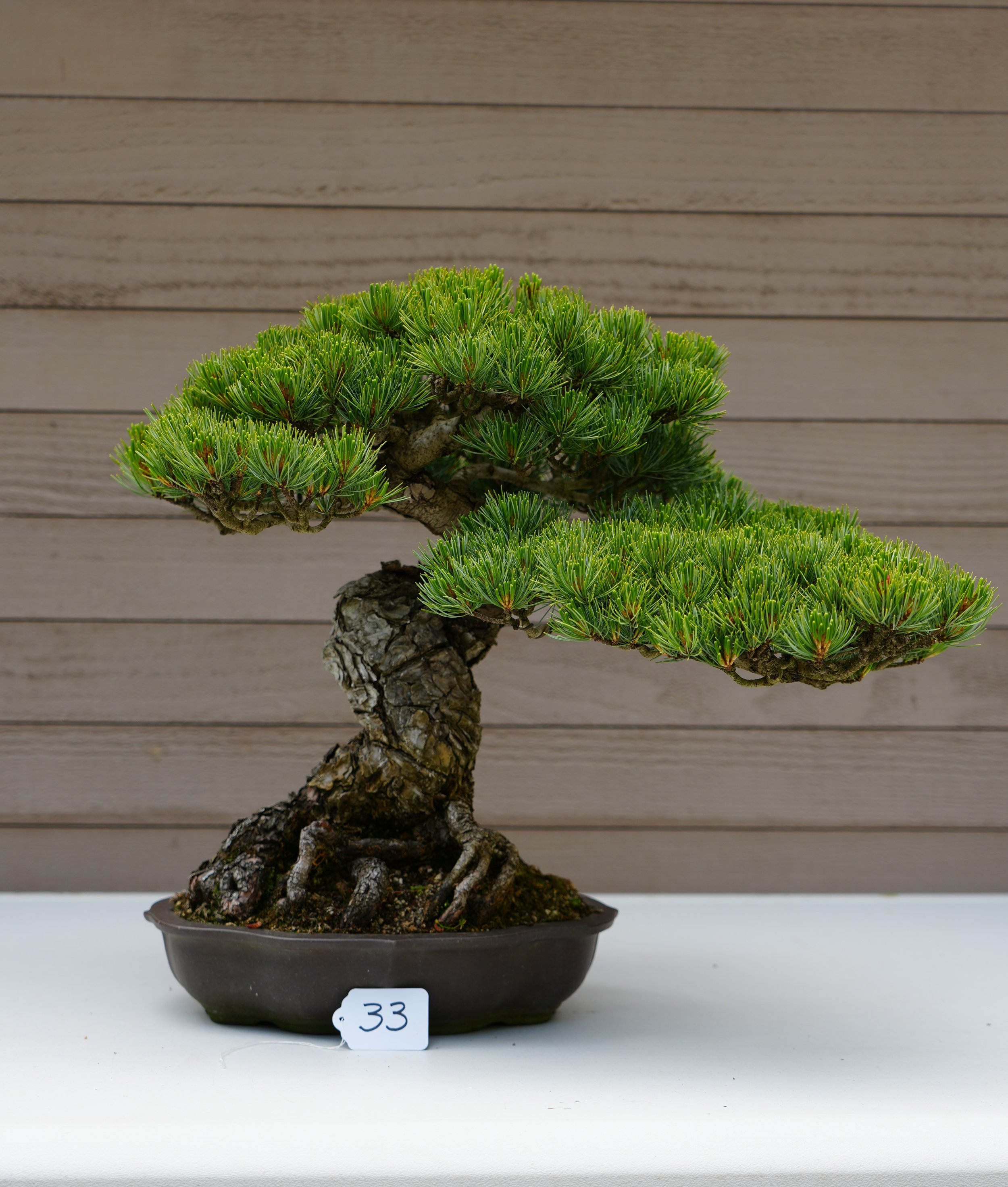 33 - Japanese White Pine.JPG