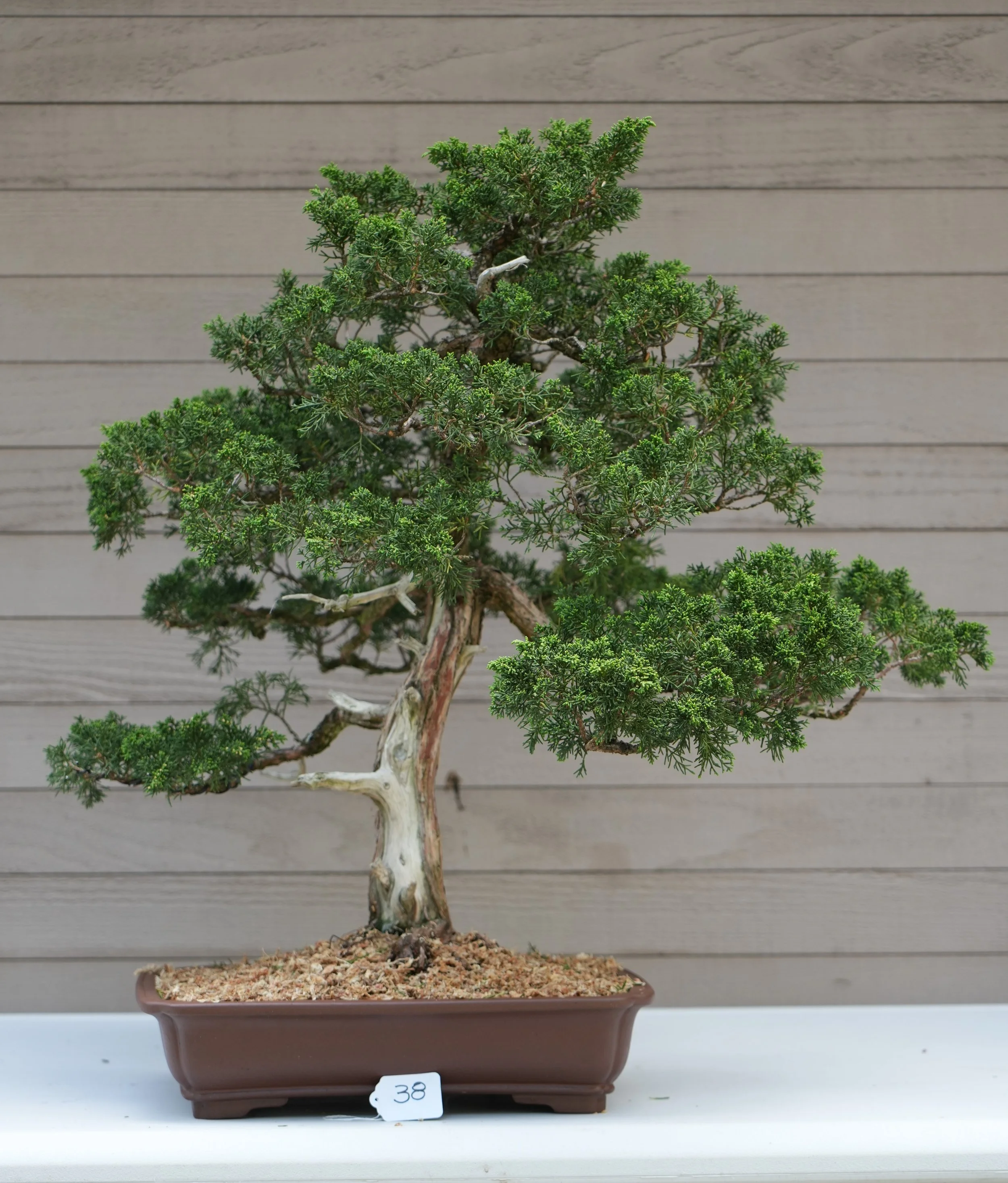 38 - Shimpaku Juniper.JPG