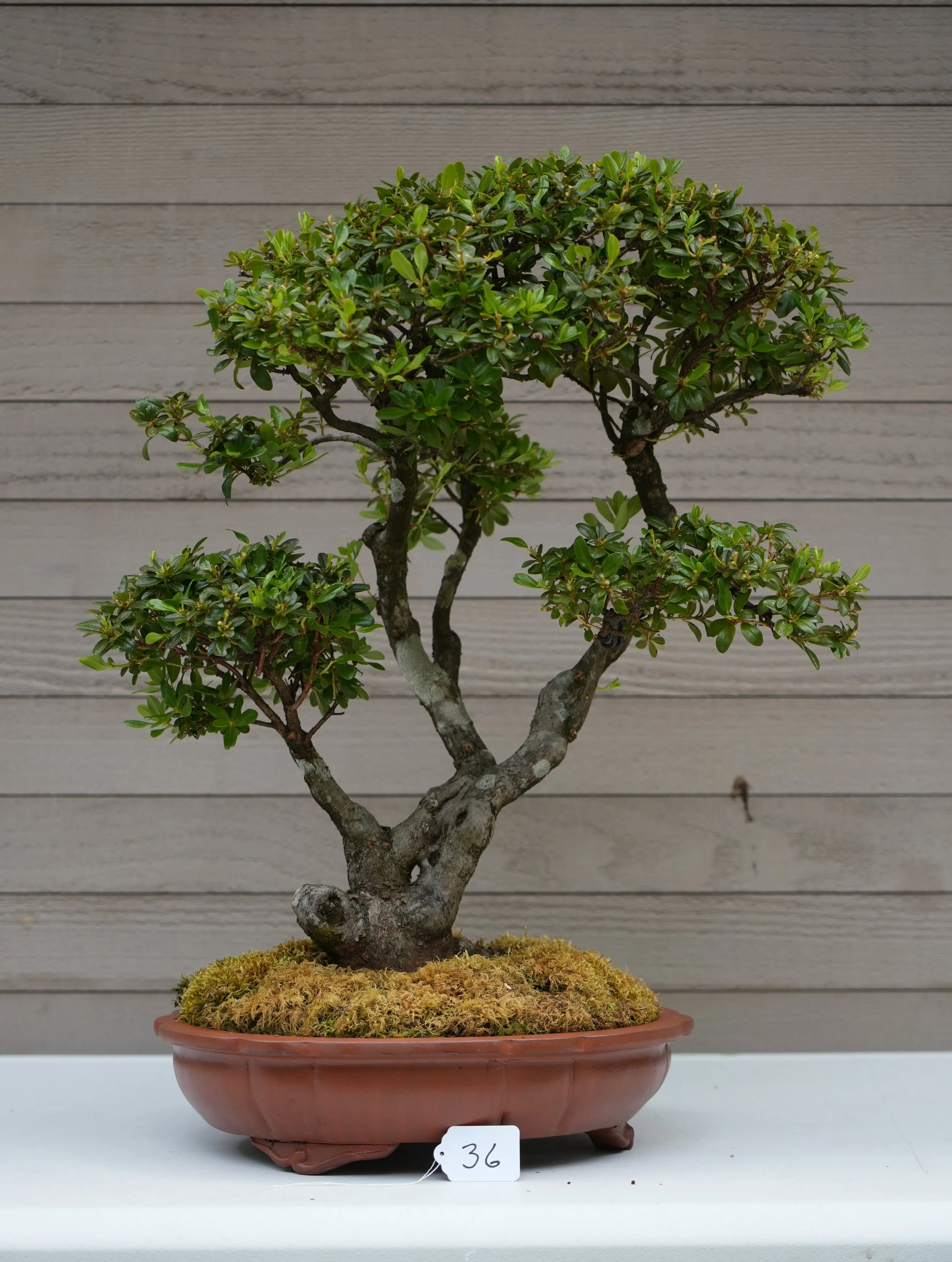 36 - Rhododendron.JPG