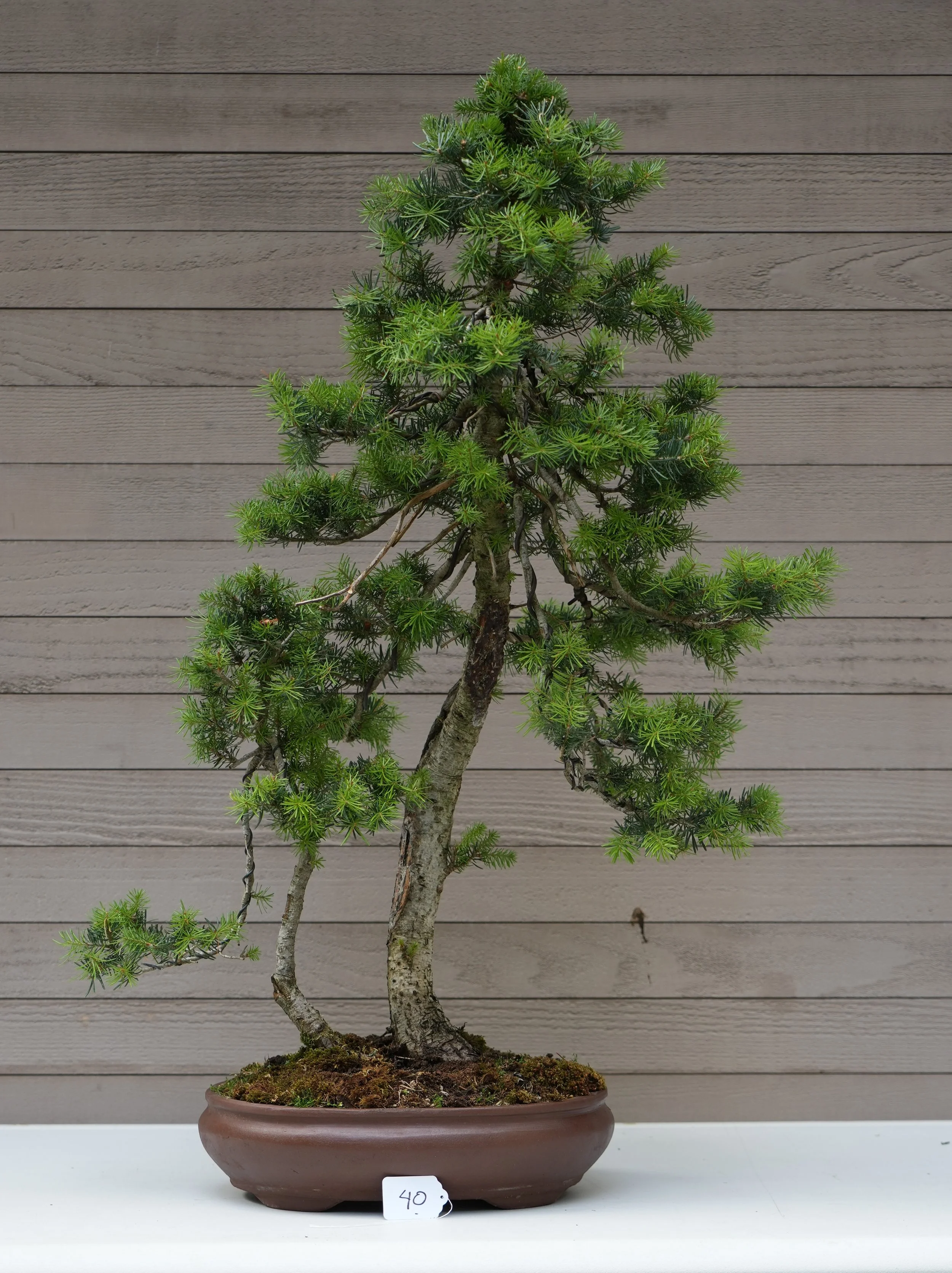 40 - Sub-Alpine Fir.JPG