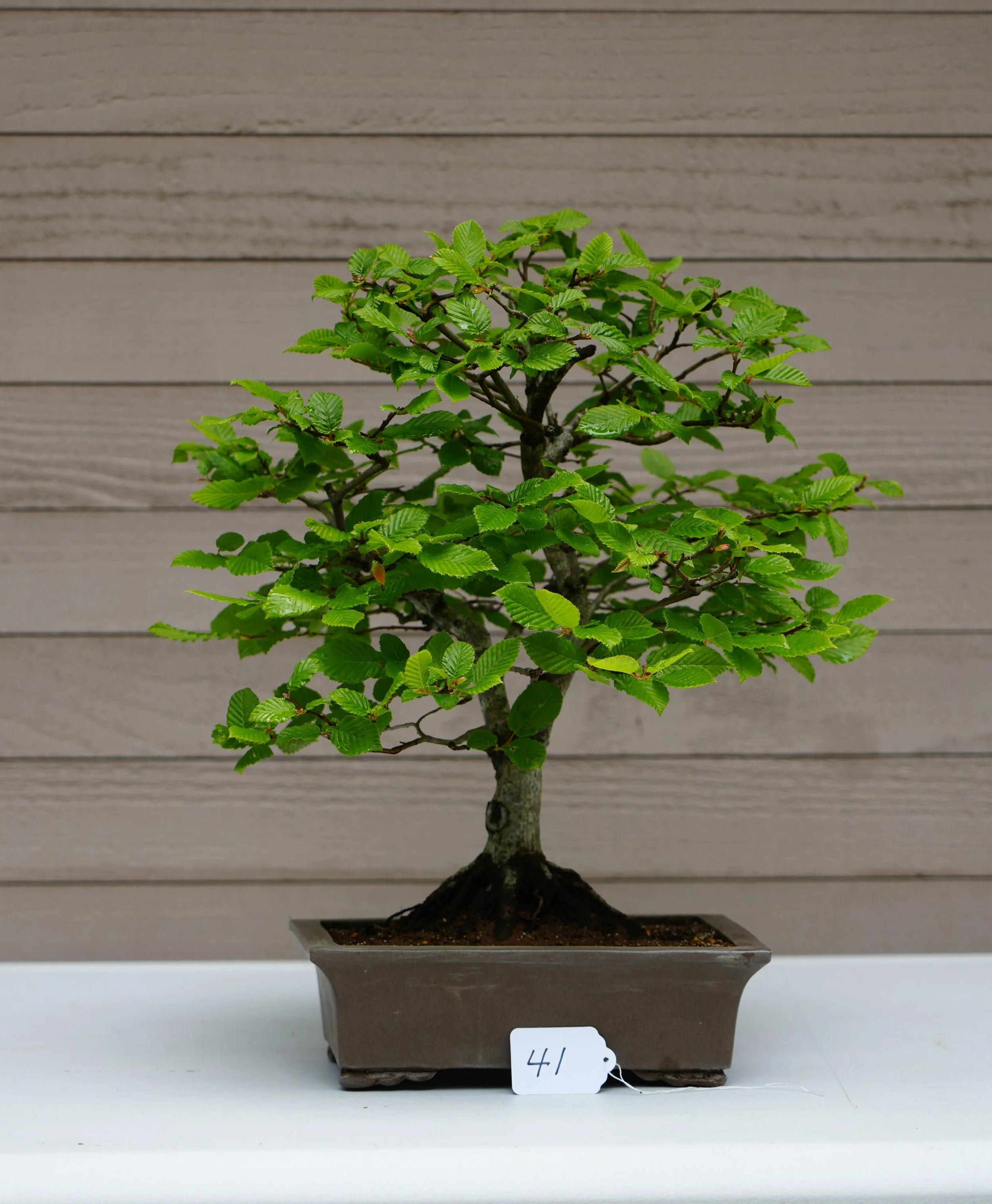 41 - Korean Hornbeam.JPG