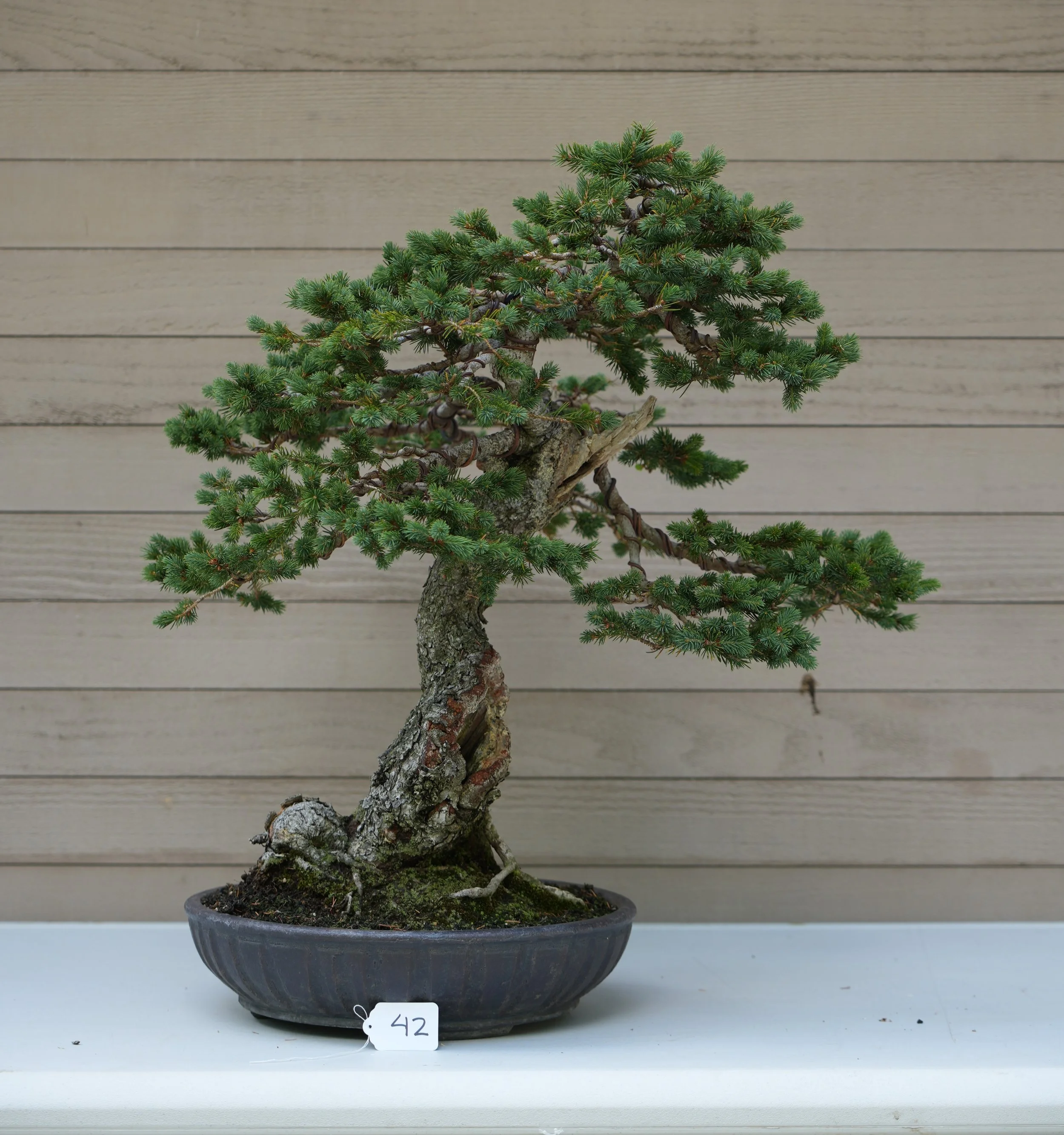 42 - Engelmann Spruce.JPG