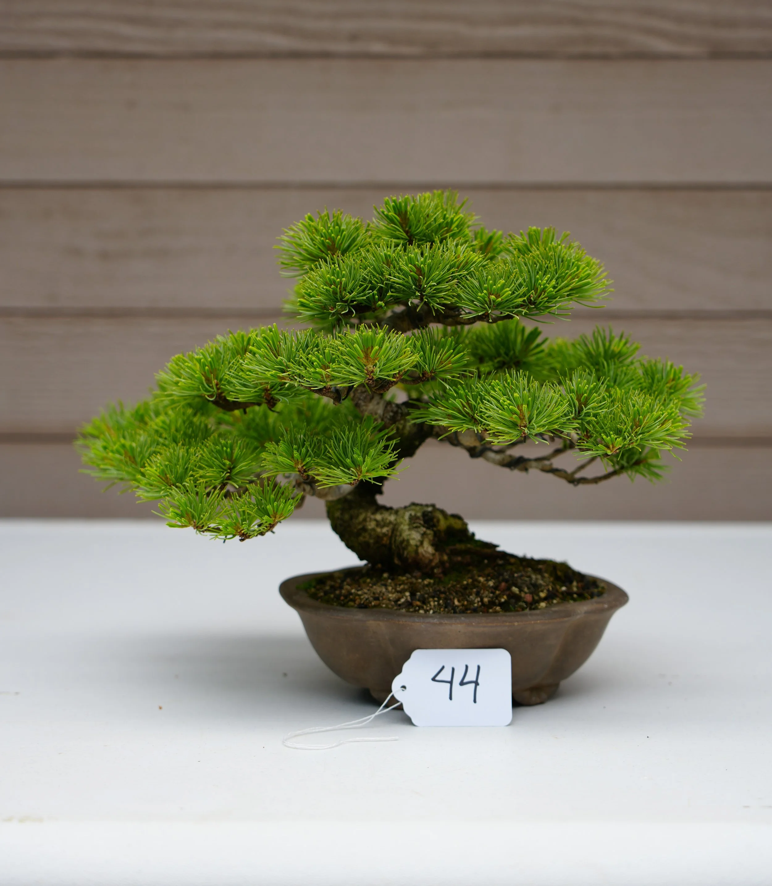 44 - Japanese White Pine.JPG