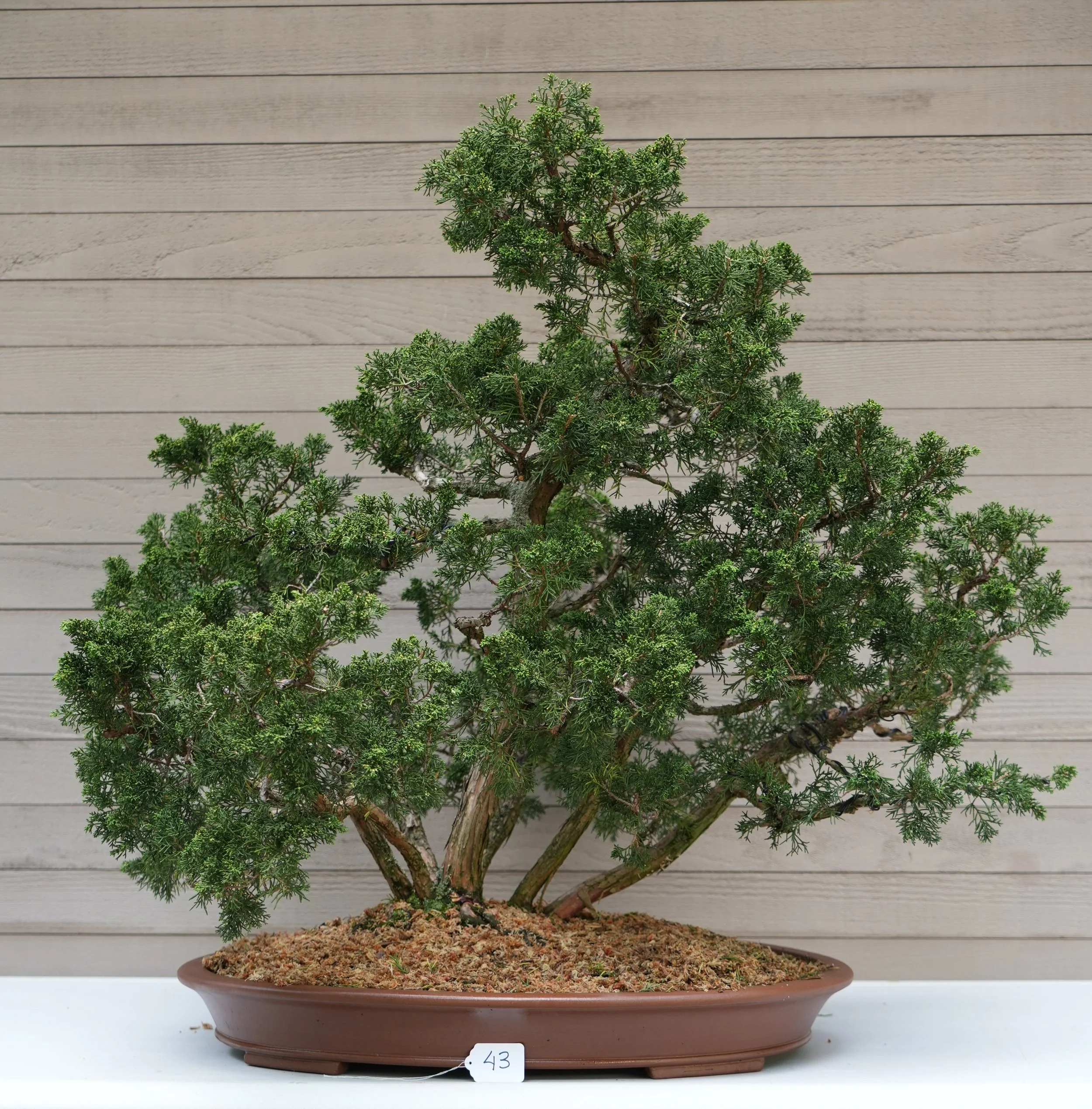 43 - Shimpaku Juniper.JPG
