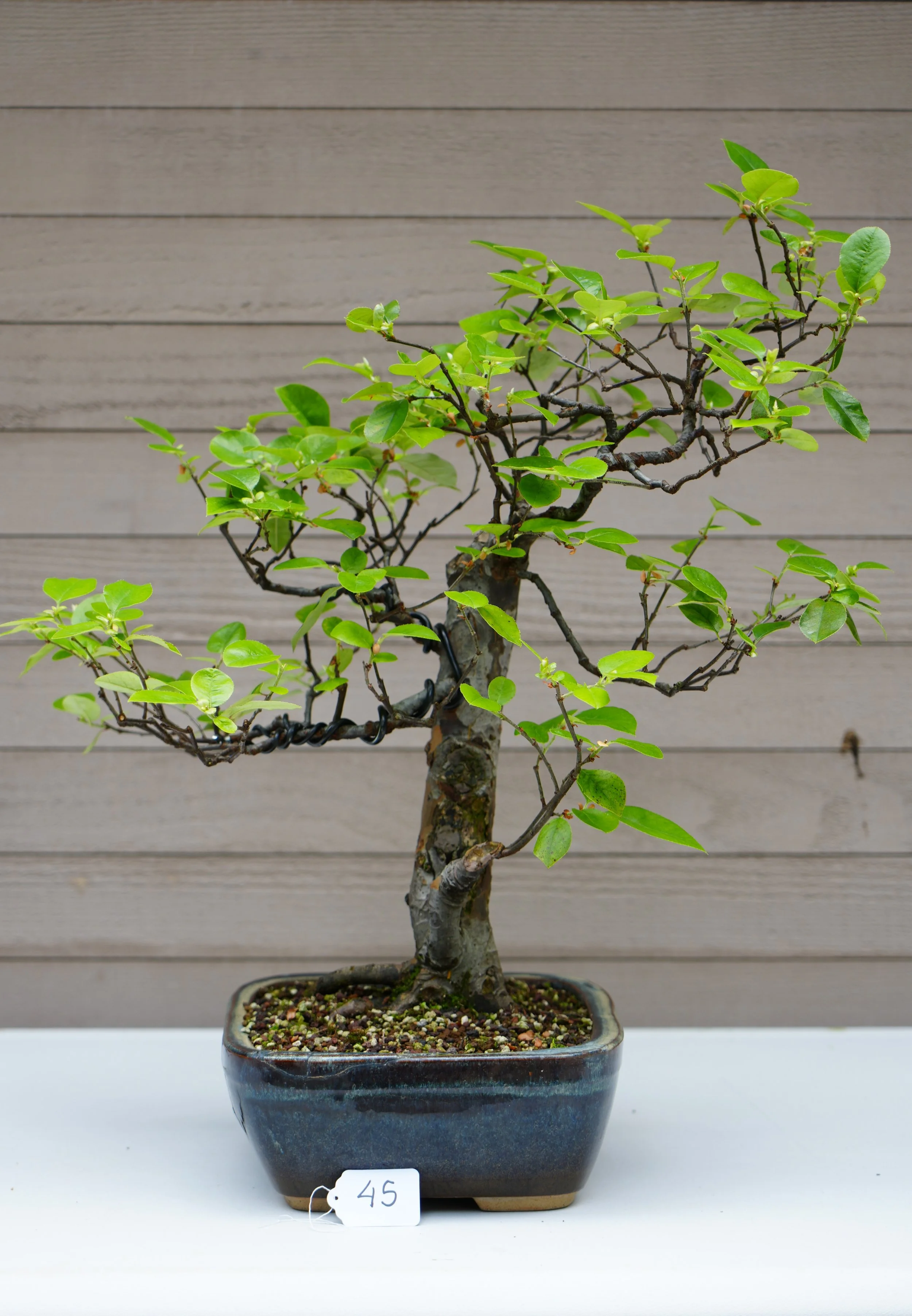 45 - Chinese Quince.JPG