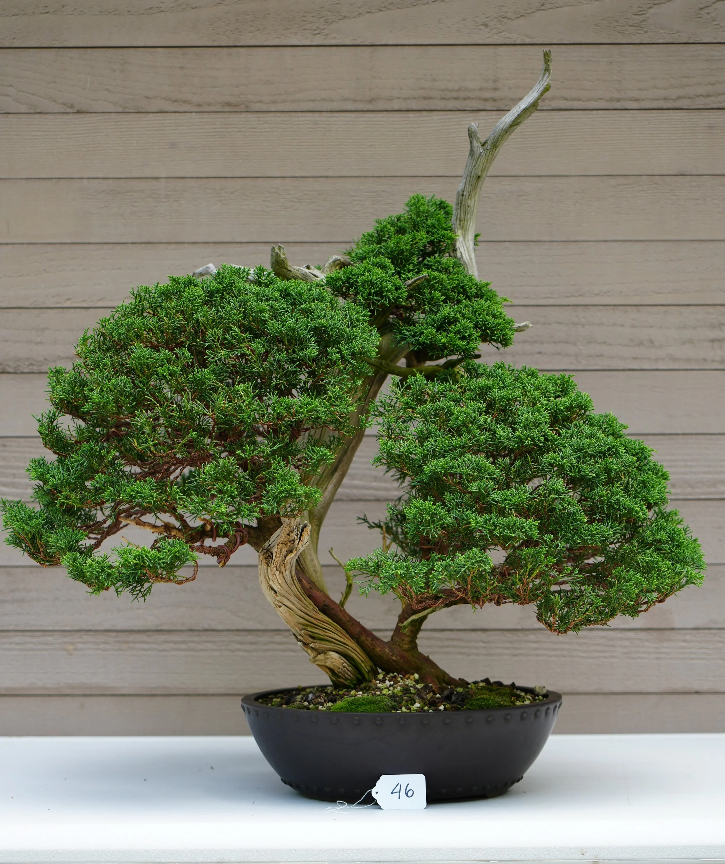 46 - Juniper.JPG
