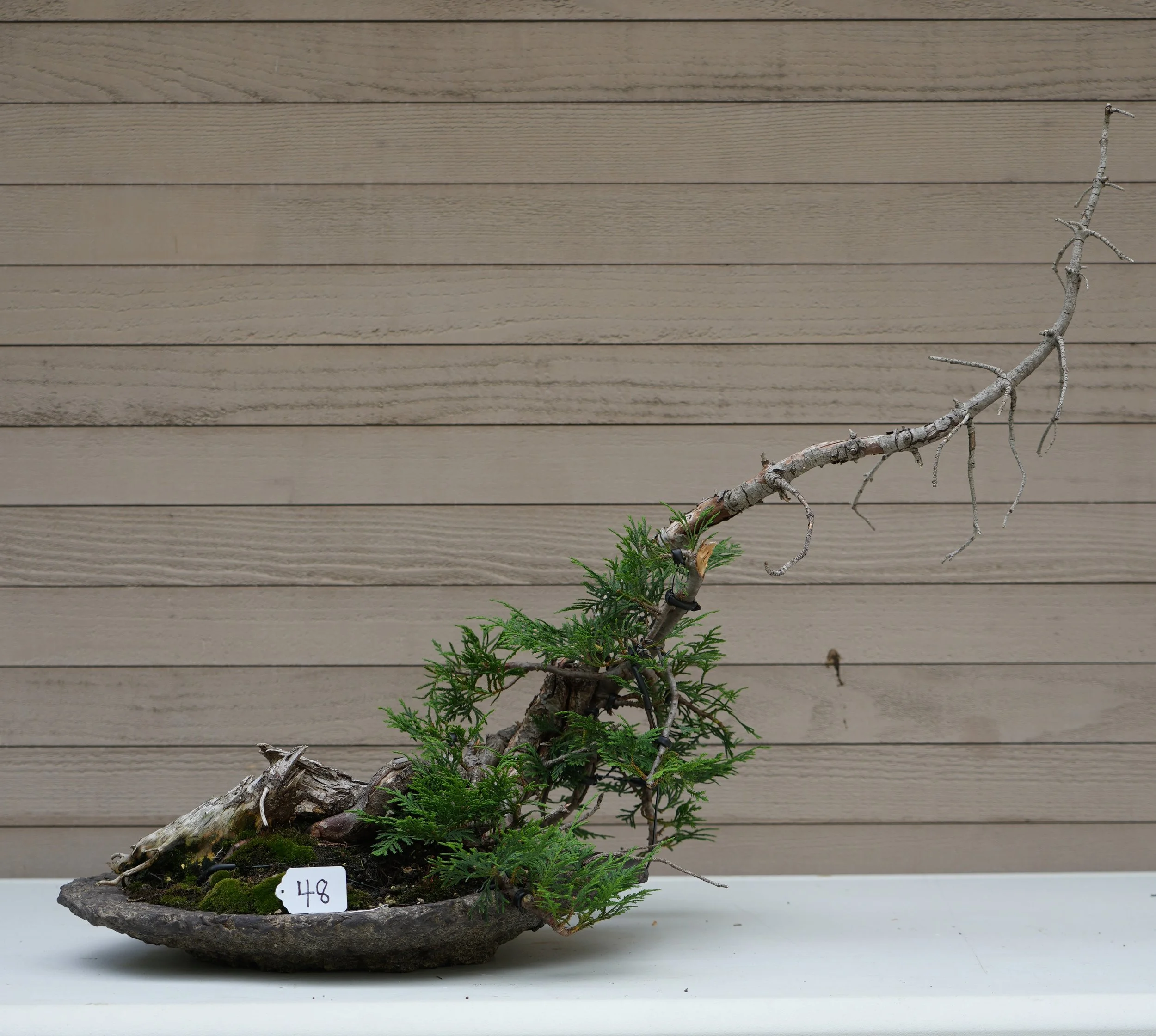 48 - Western Red Cedar.JPG