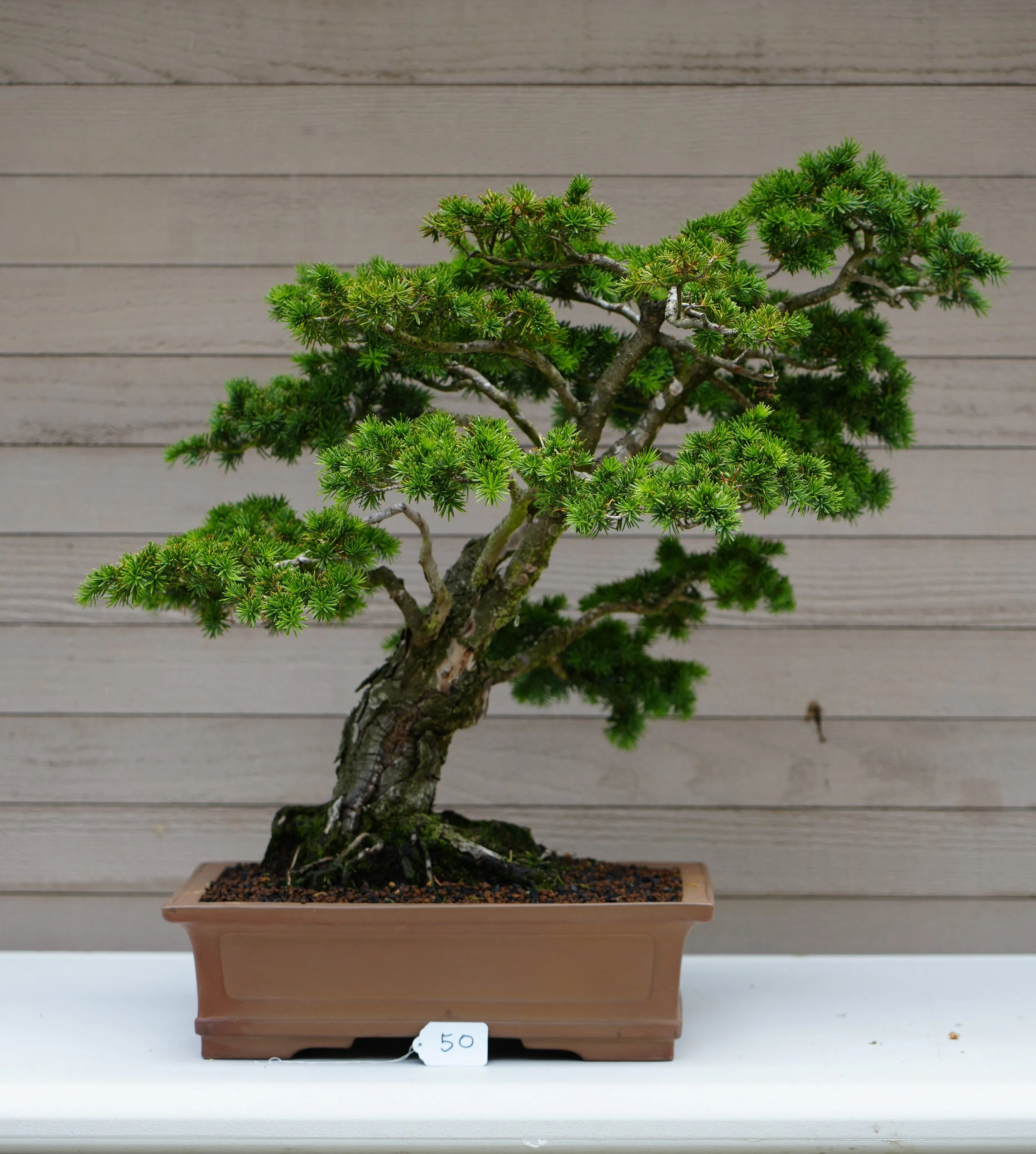 50 - Mountain Hemlock.JPG