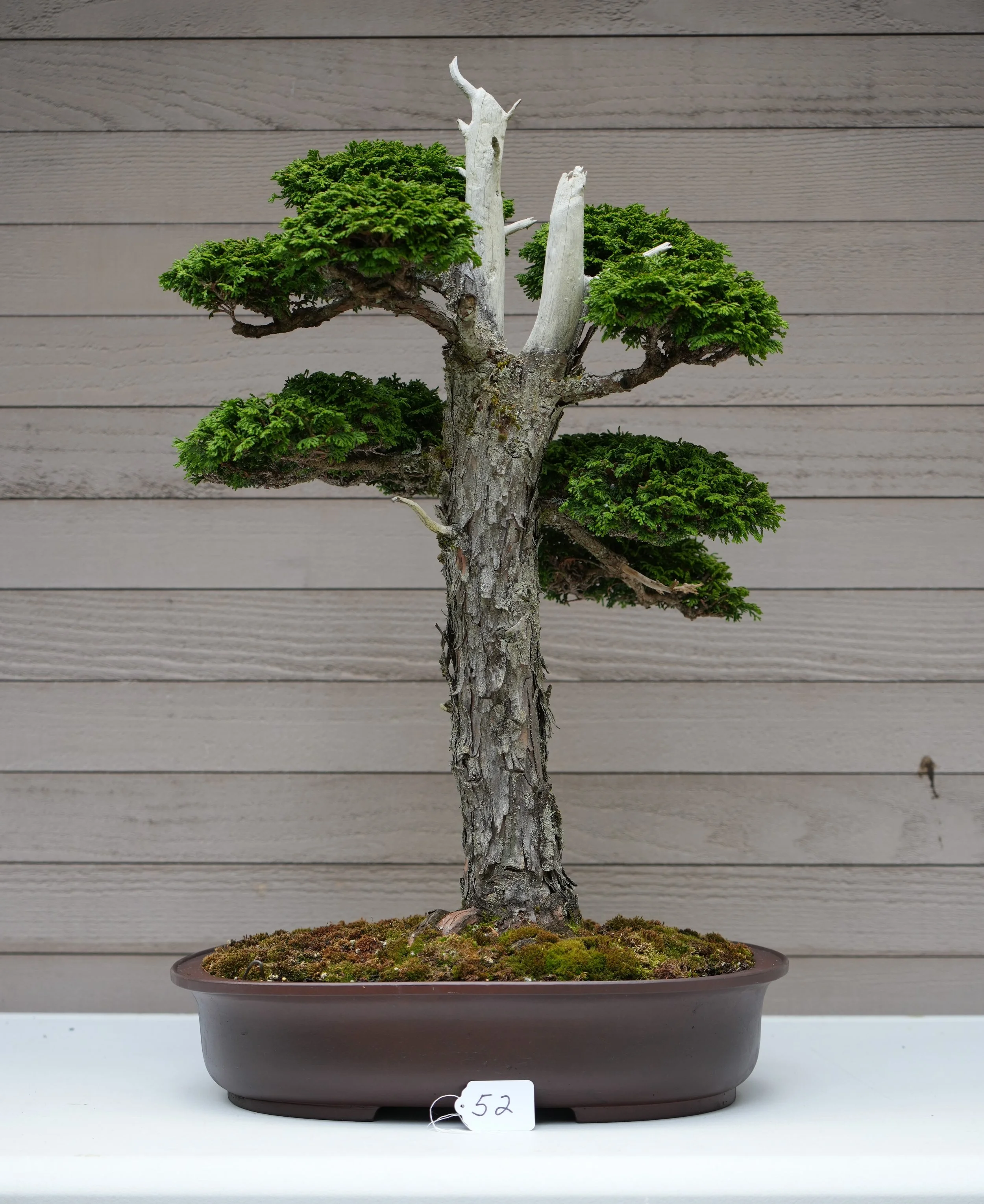 52 - Reis Dwarf Cypress.JPG