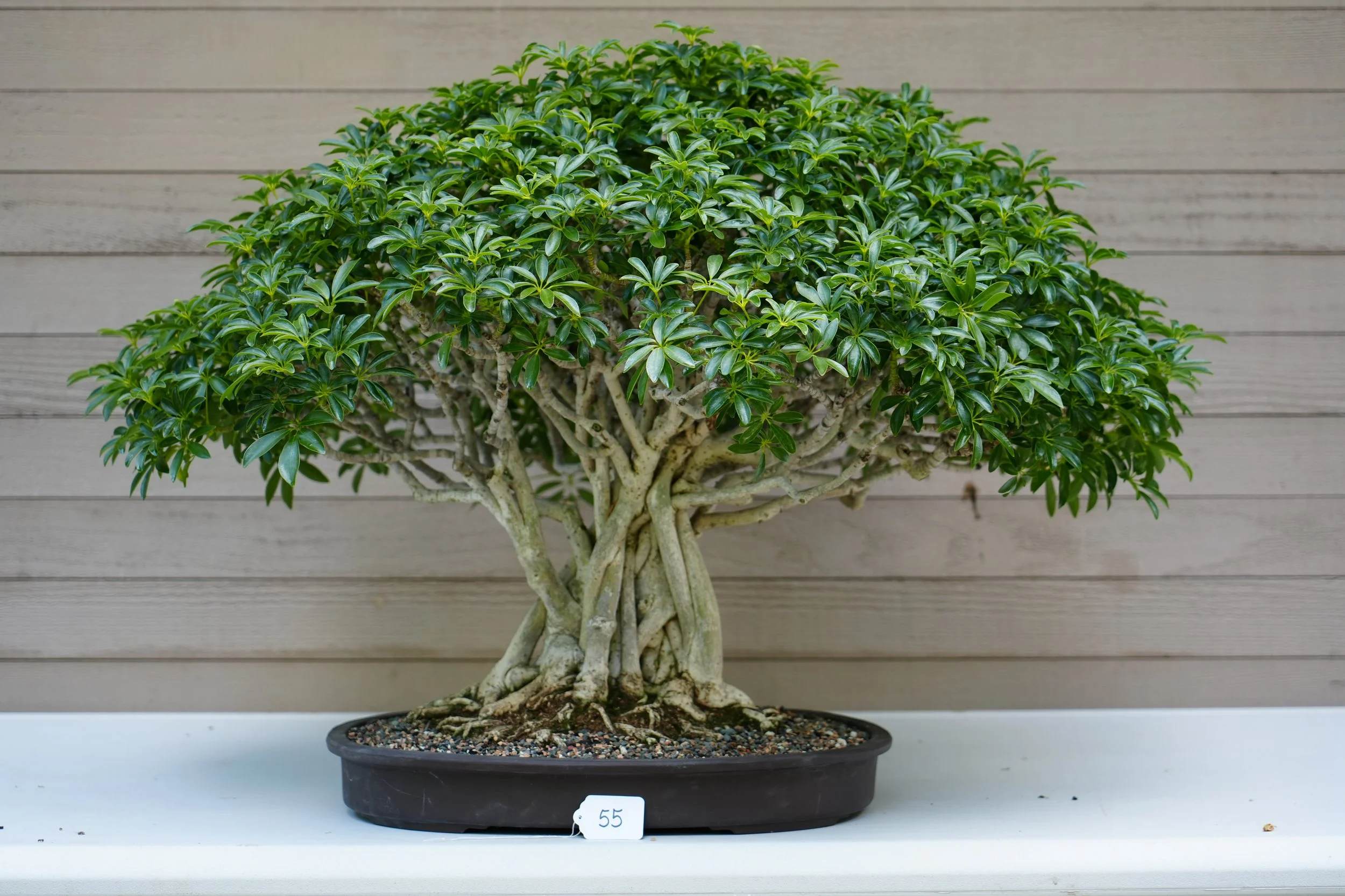 55 - Dwarf Hawaiian Umbrella Tree.JPG