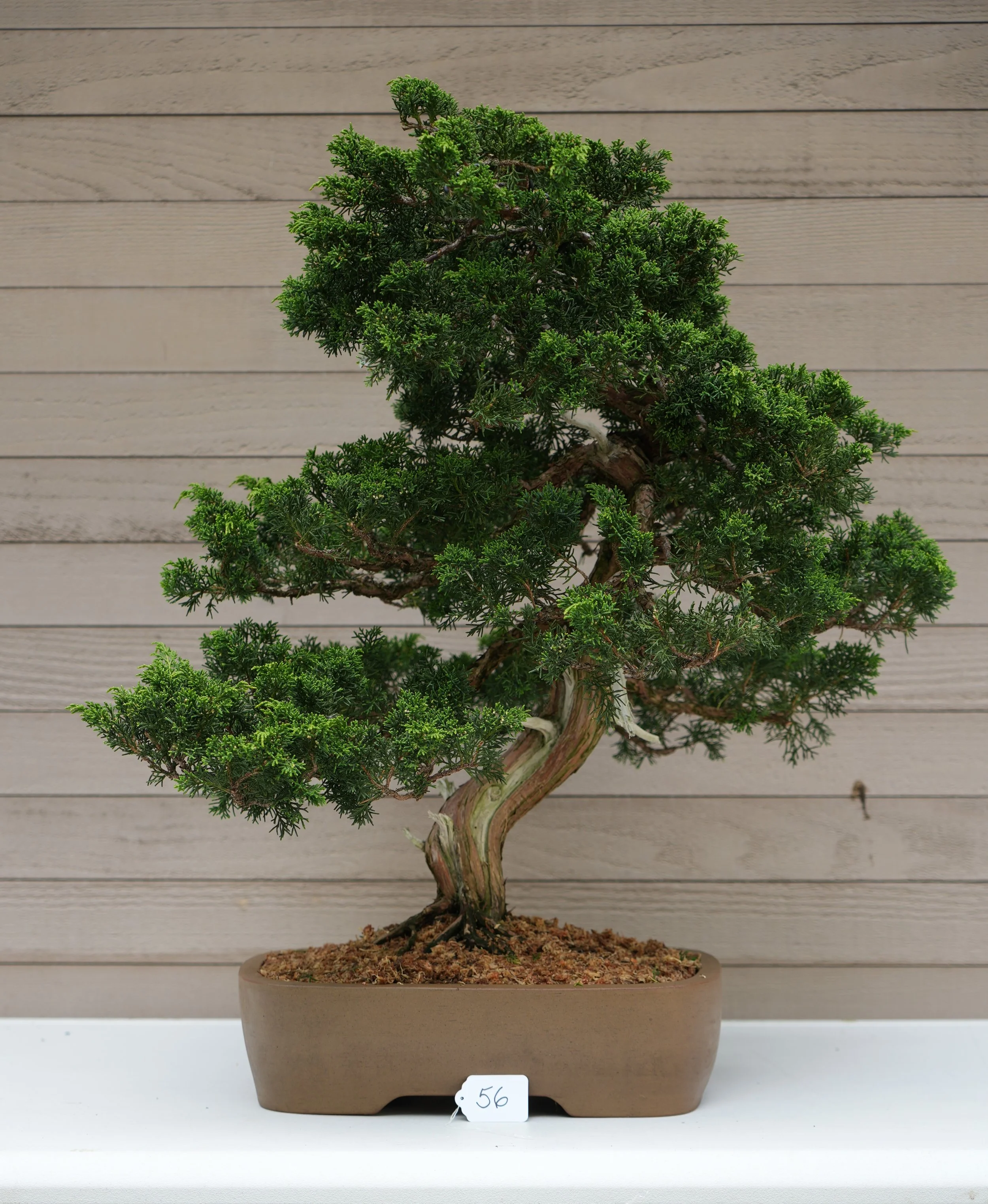 56 - Shimpaku Juniper.JPG