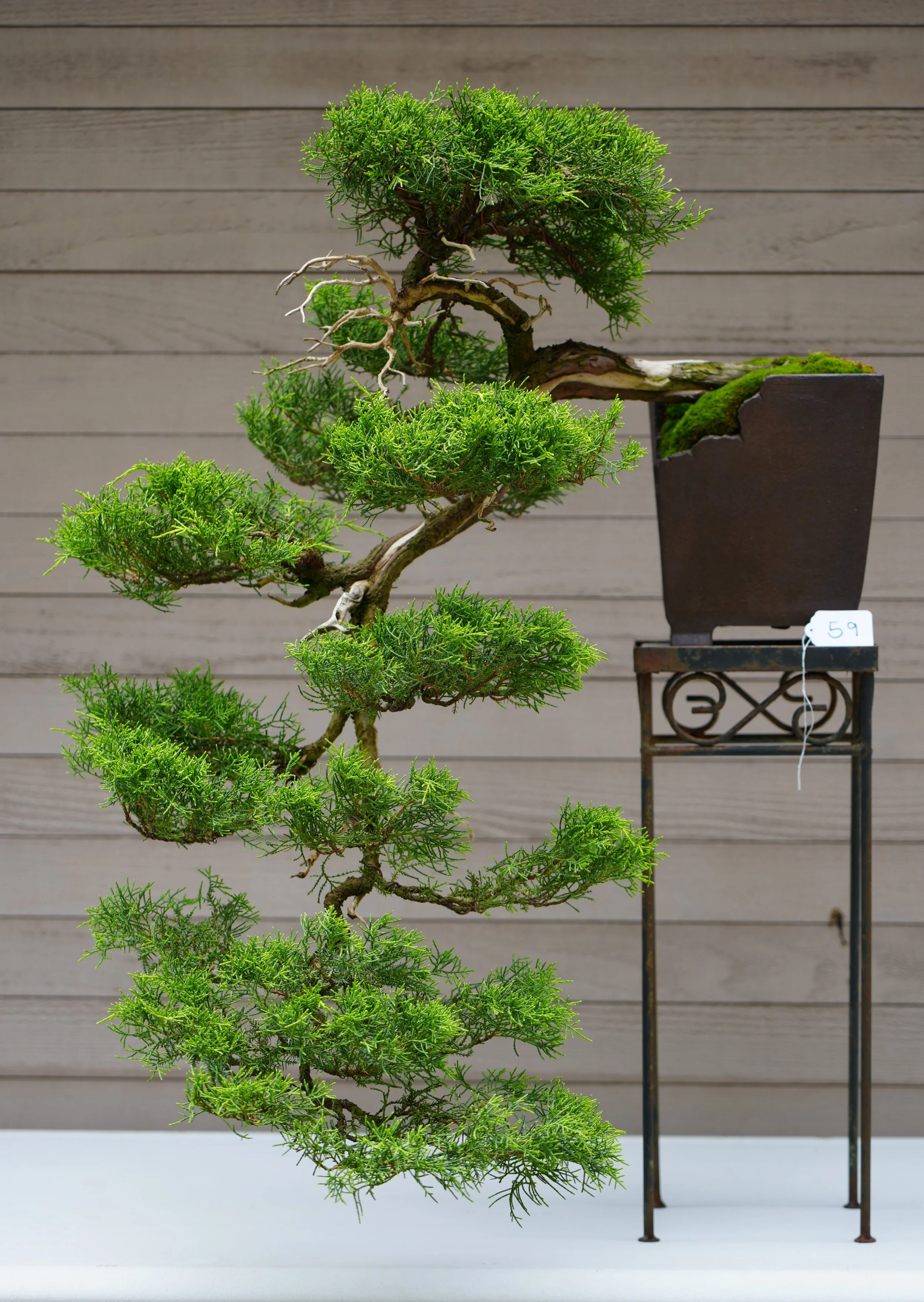 59 - Juniper.JPG