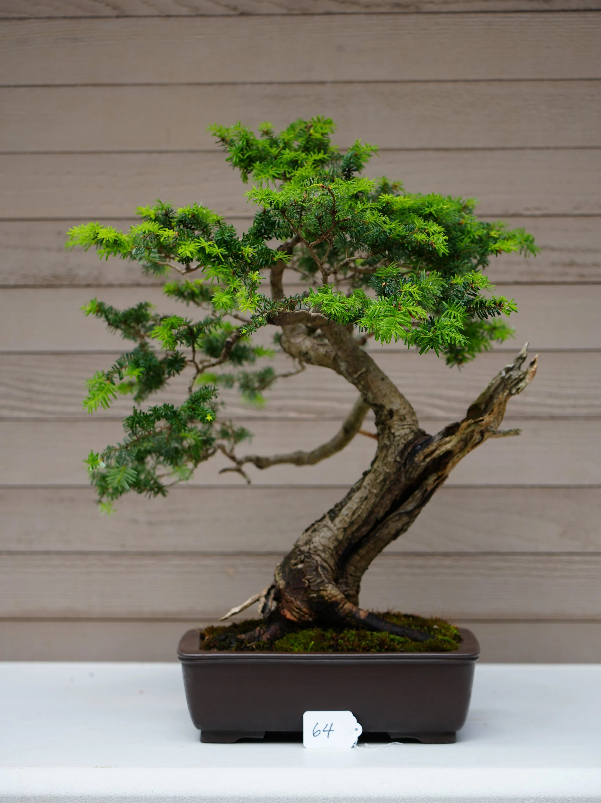 64 - Mountain Hemlock.JPG