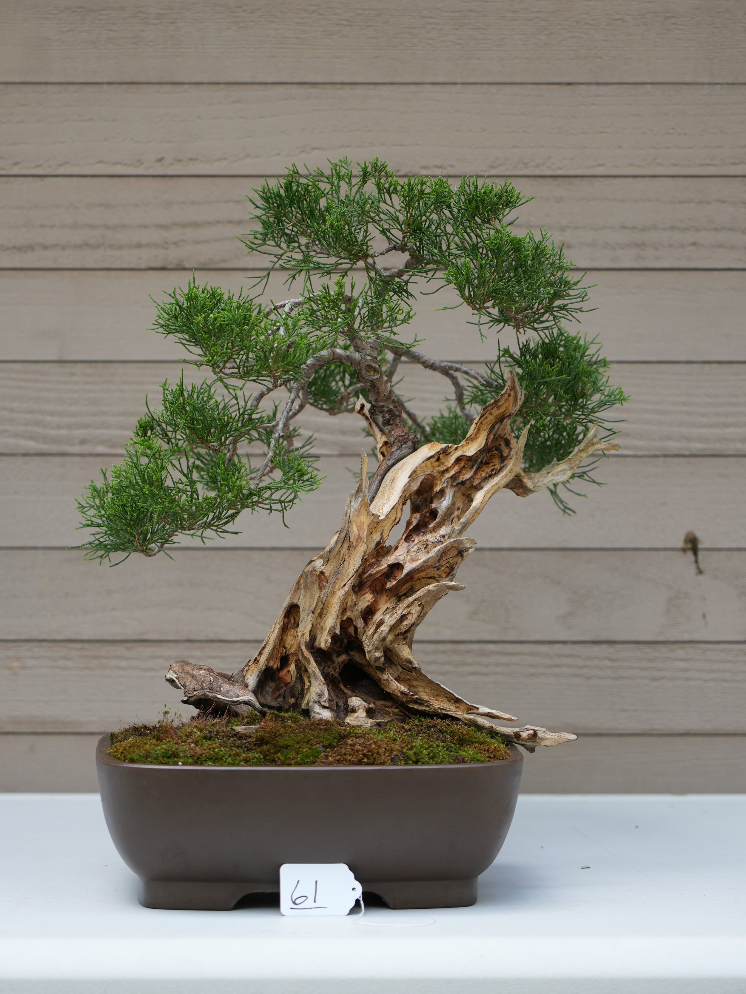 61 - Rocky Mountain Juniper.JPG