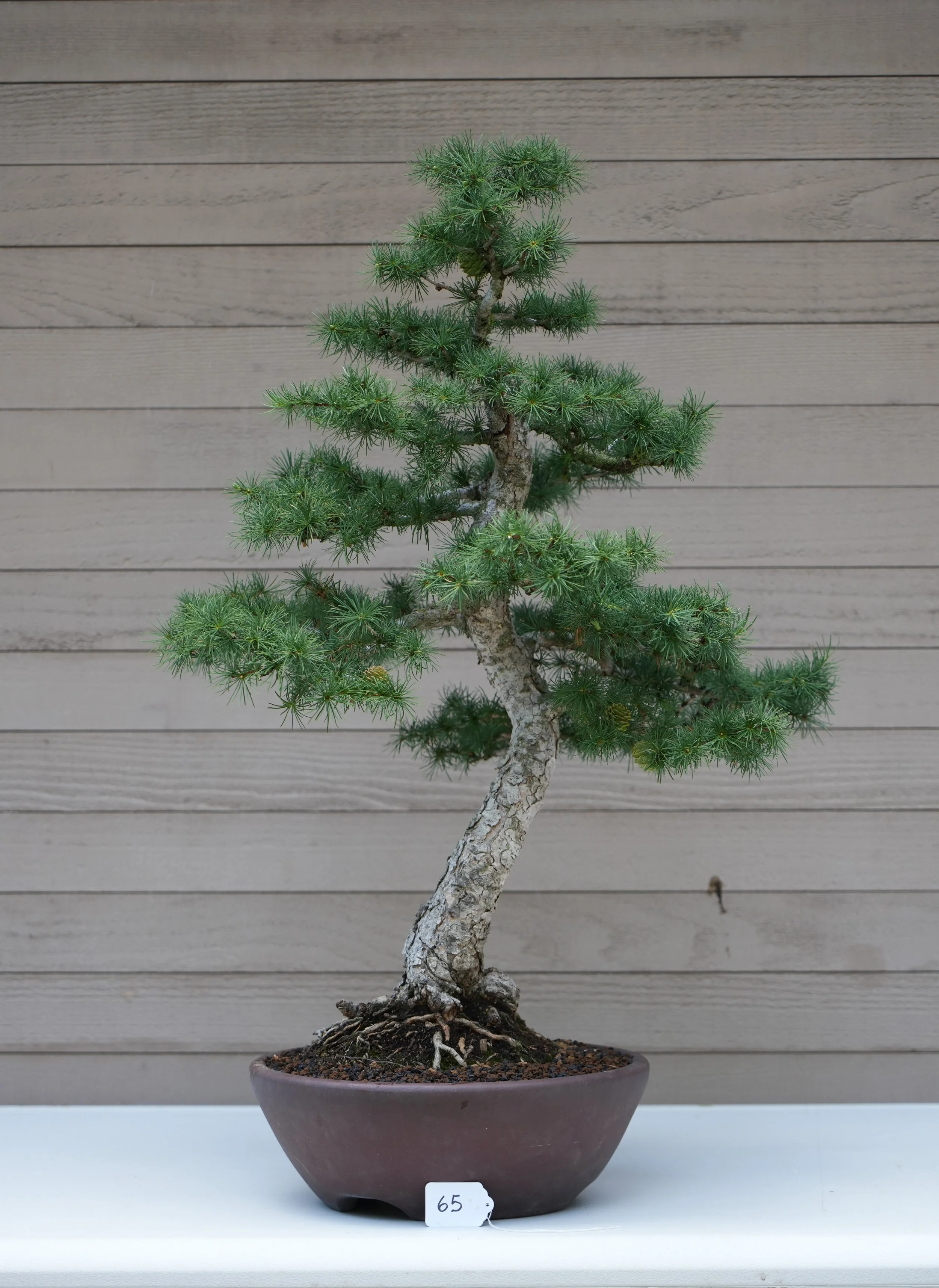 65 - Japanese Larch.JPG