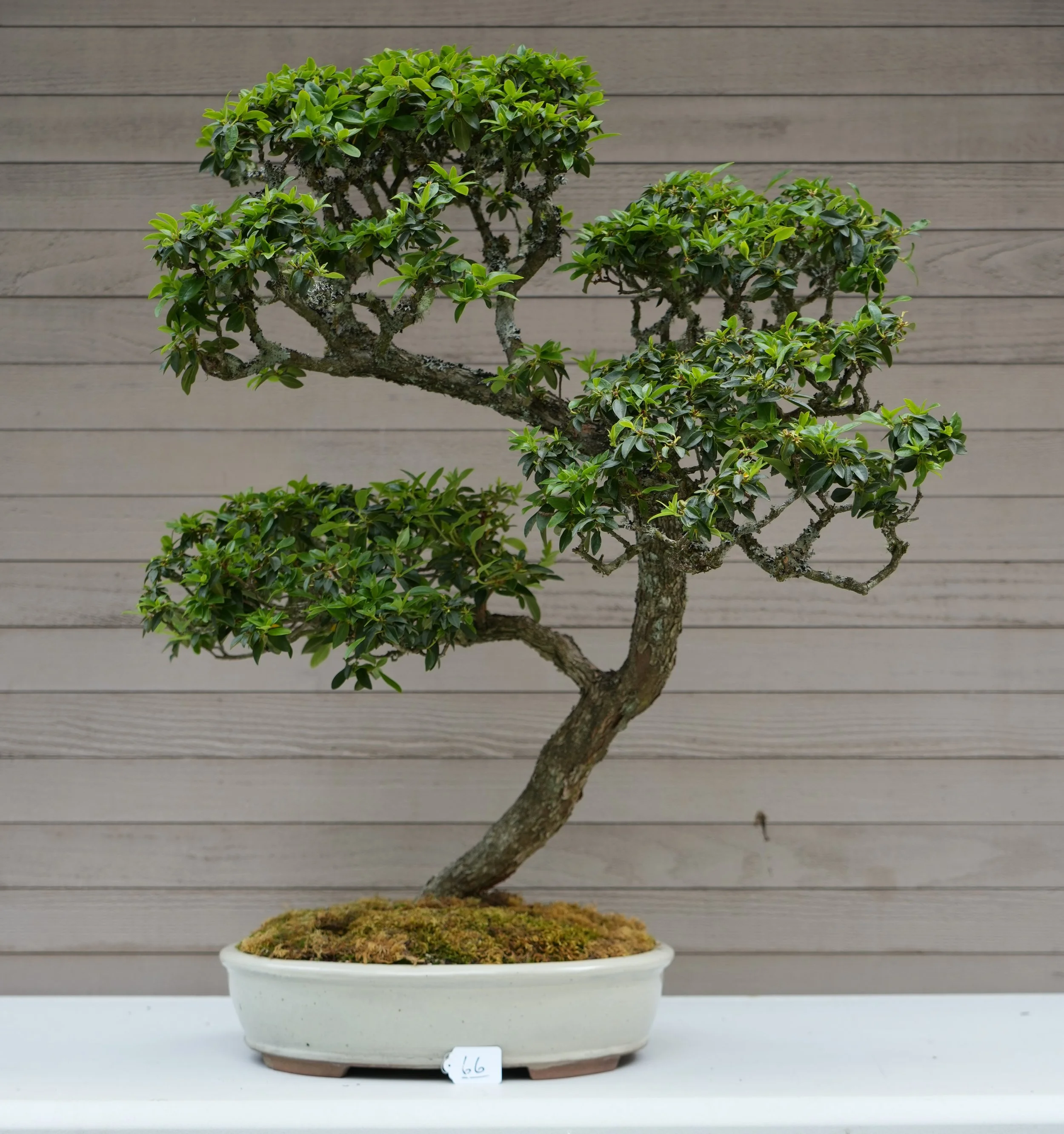 66 - Rhododendron.JPG