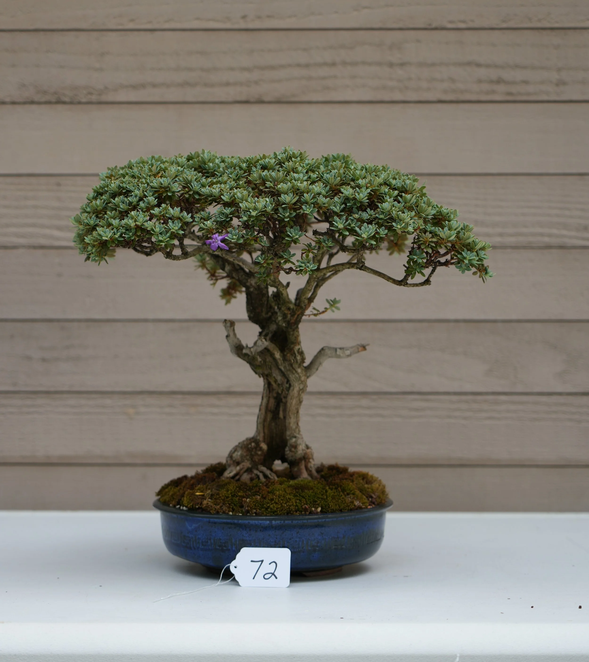 72 - Rhododendron.JPG
