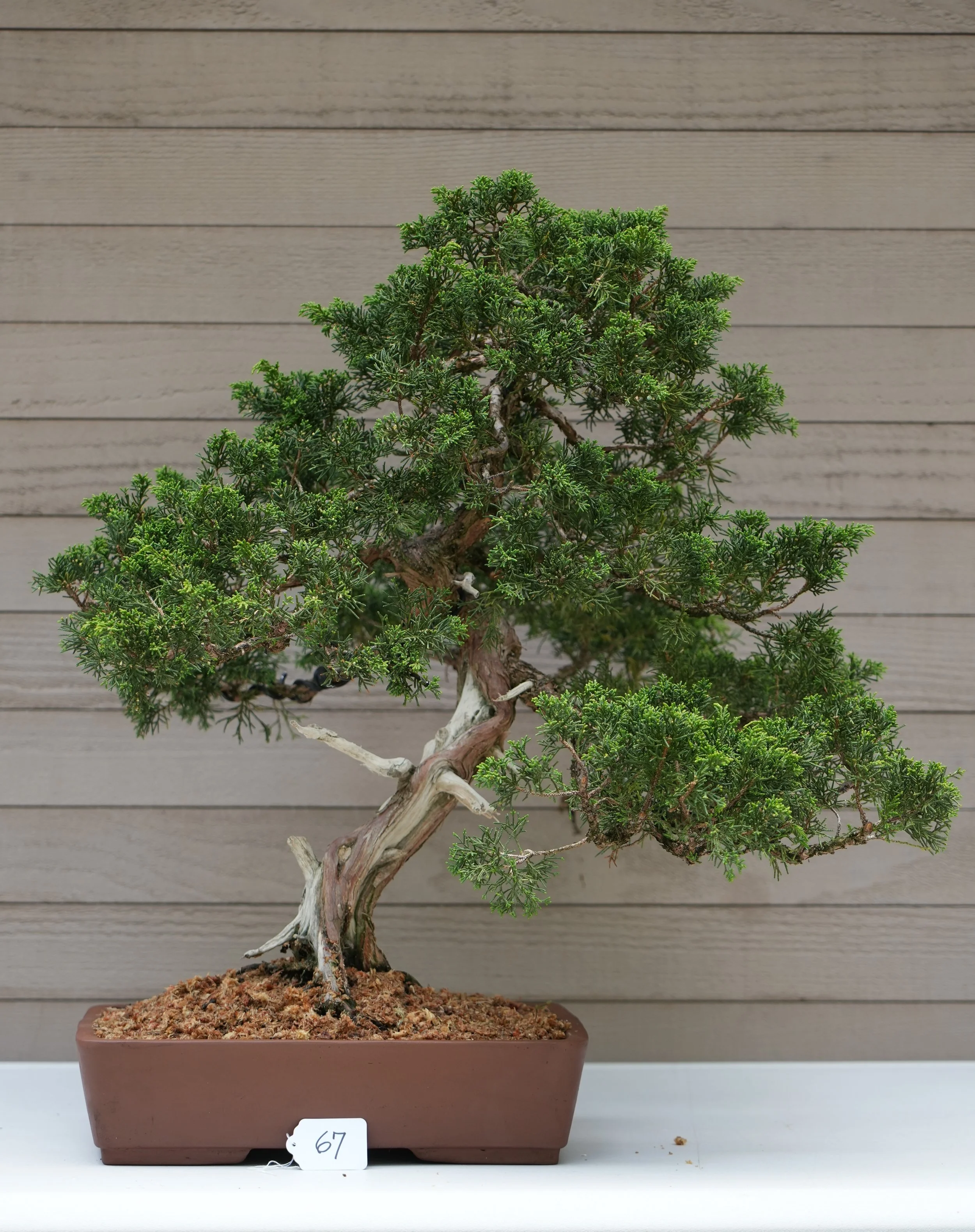 67 - Shimpaku Juniper.JPG