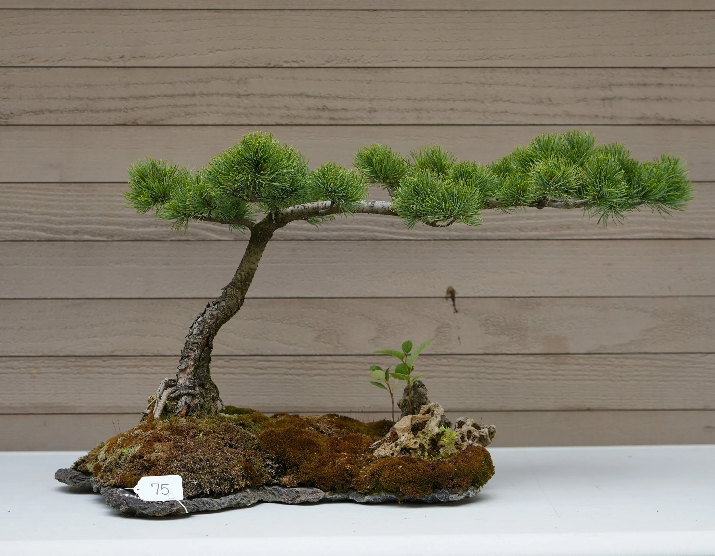 75 - Japanese White Pine.JPG