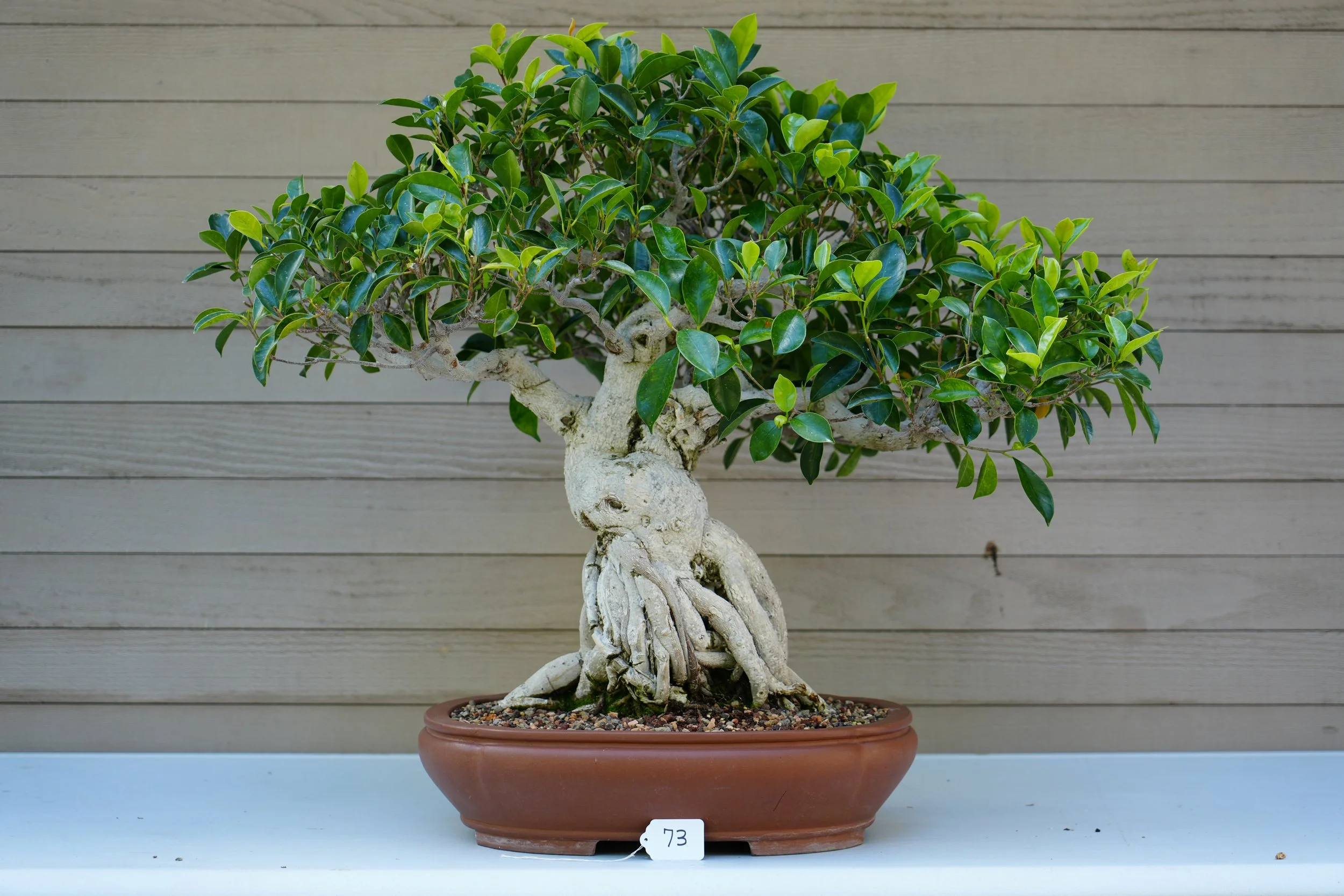 73 - Indian Laurel.JPG
