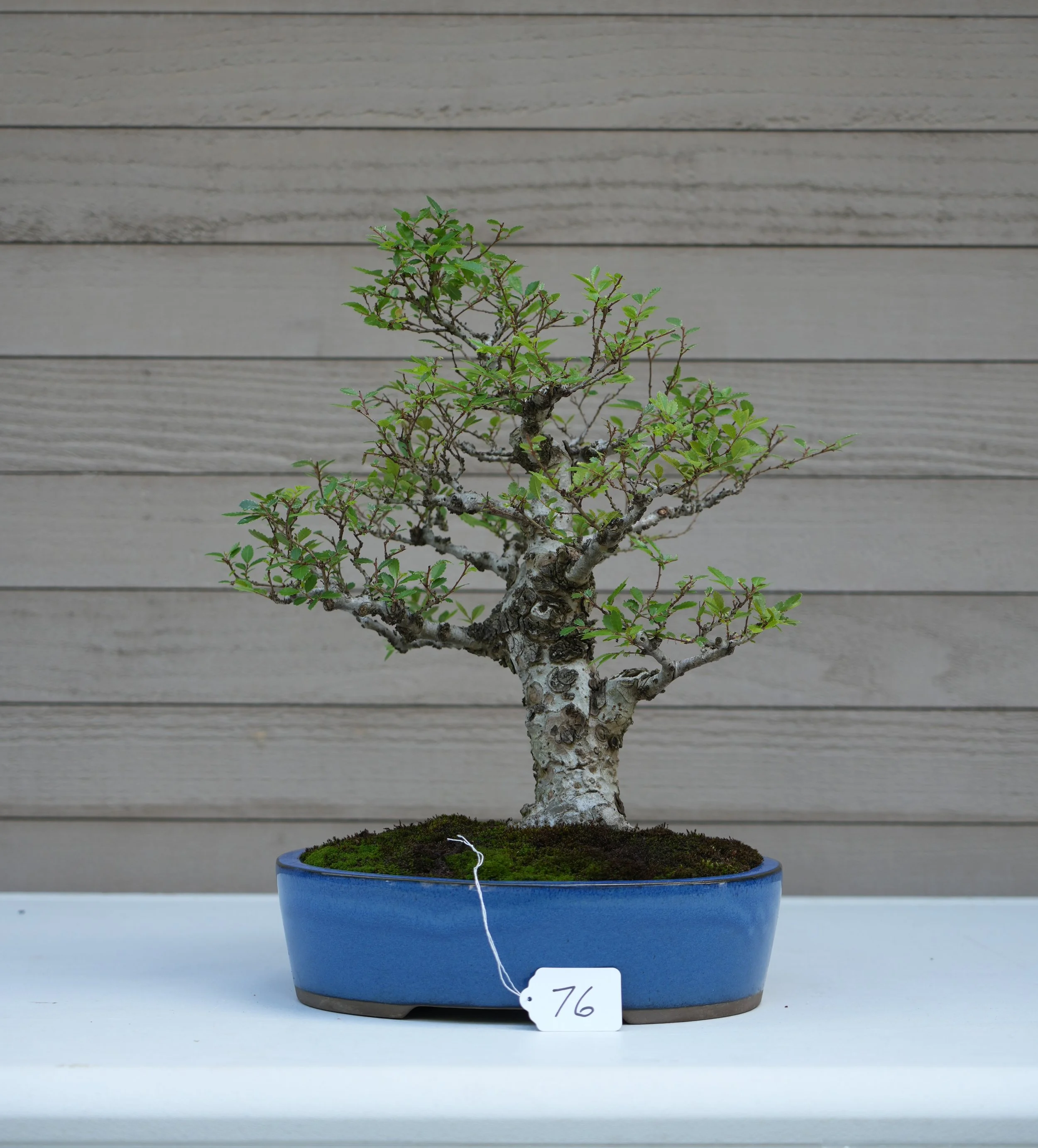 76 - Chinese Cork Bark Elm.JPG
