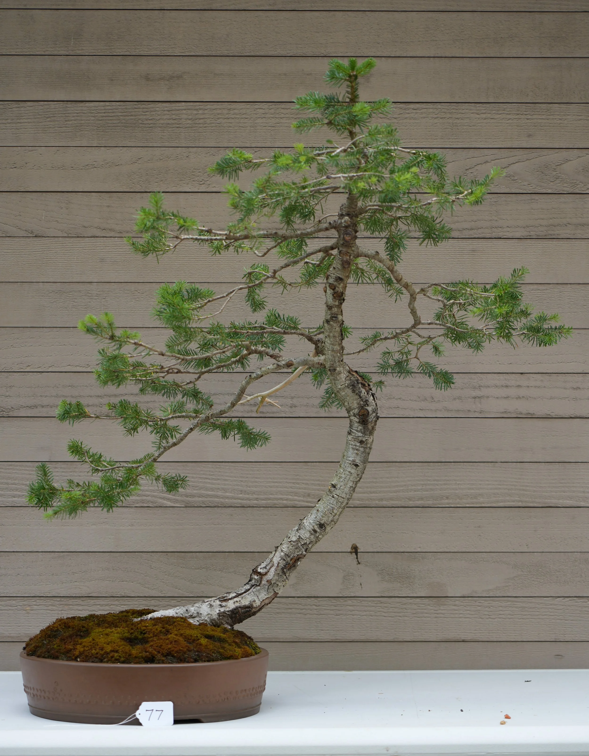 77 - Alpine Fir.JPG