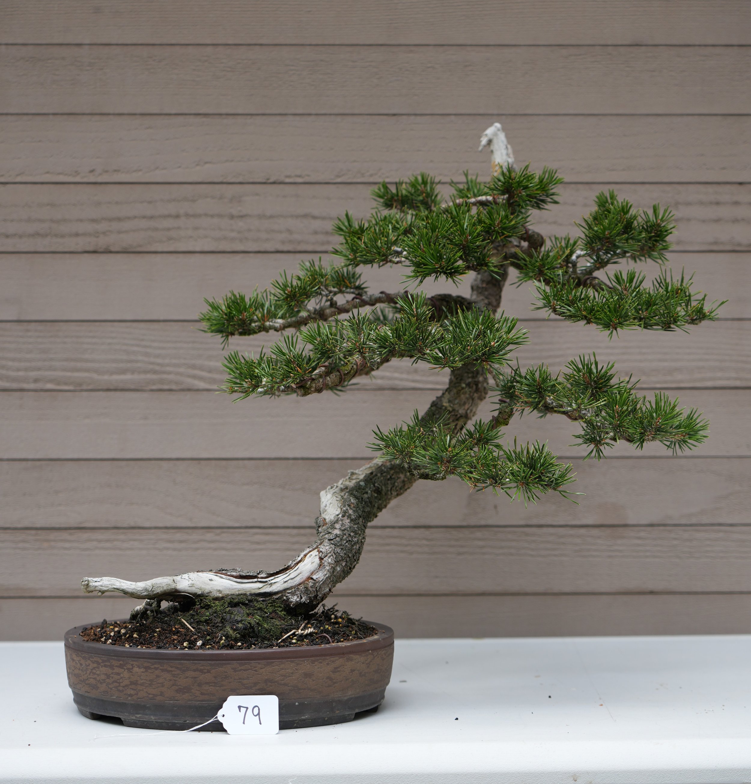 79 - Lodgepole Pine.JPG