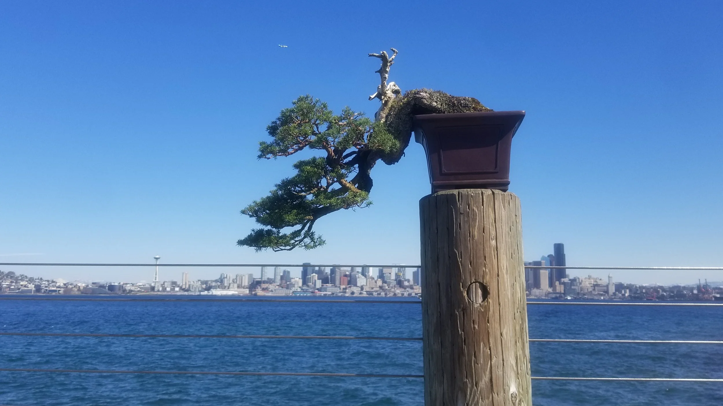 Seattle bonsai.jpg