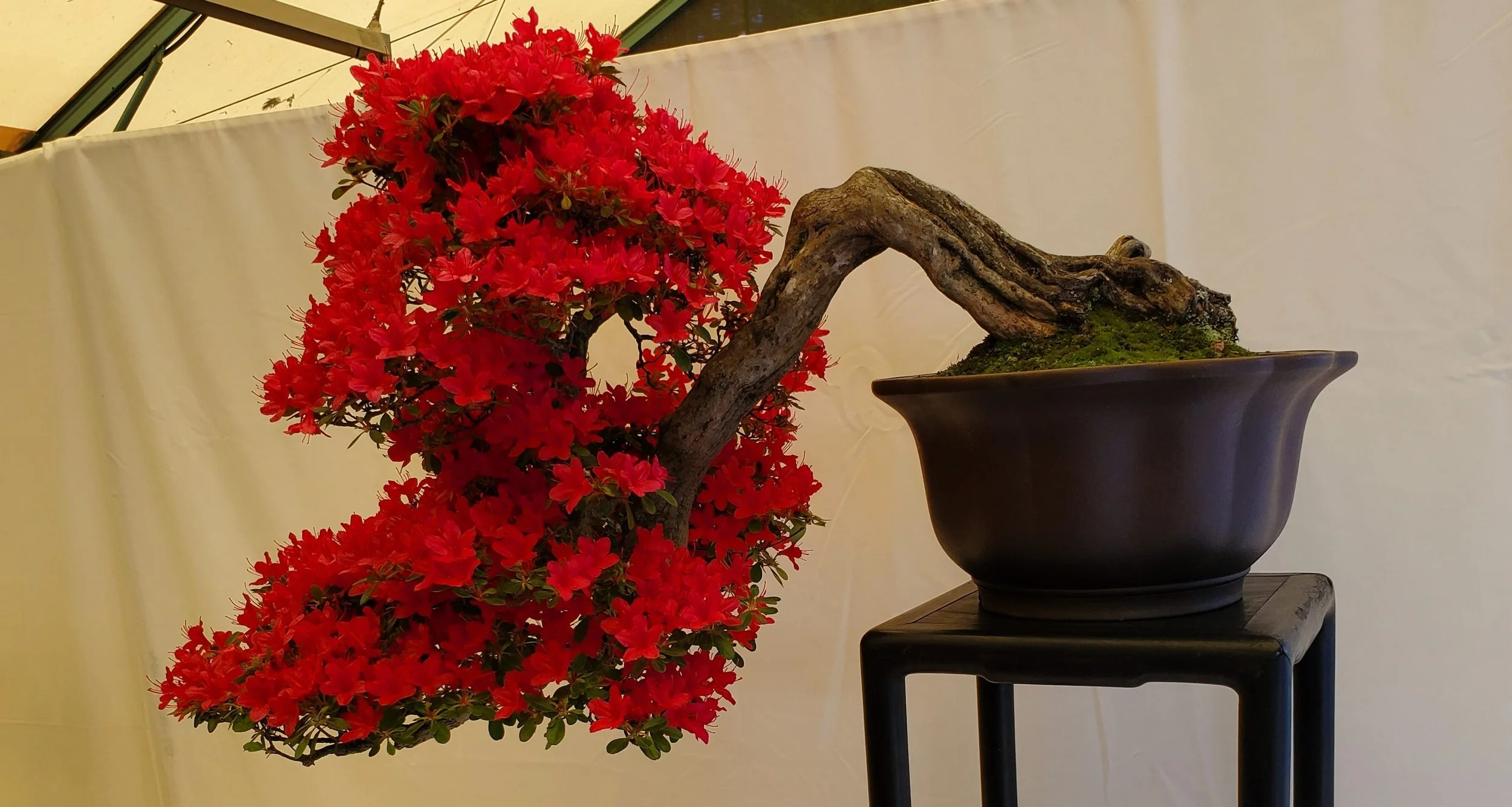 Spring/Fall Sale  Puget Sound Bonsai Association