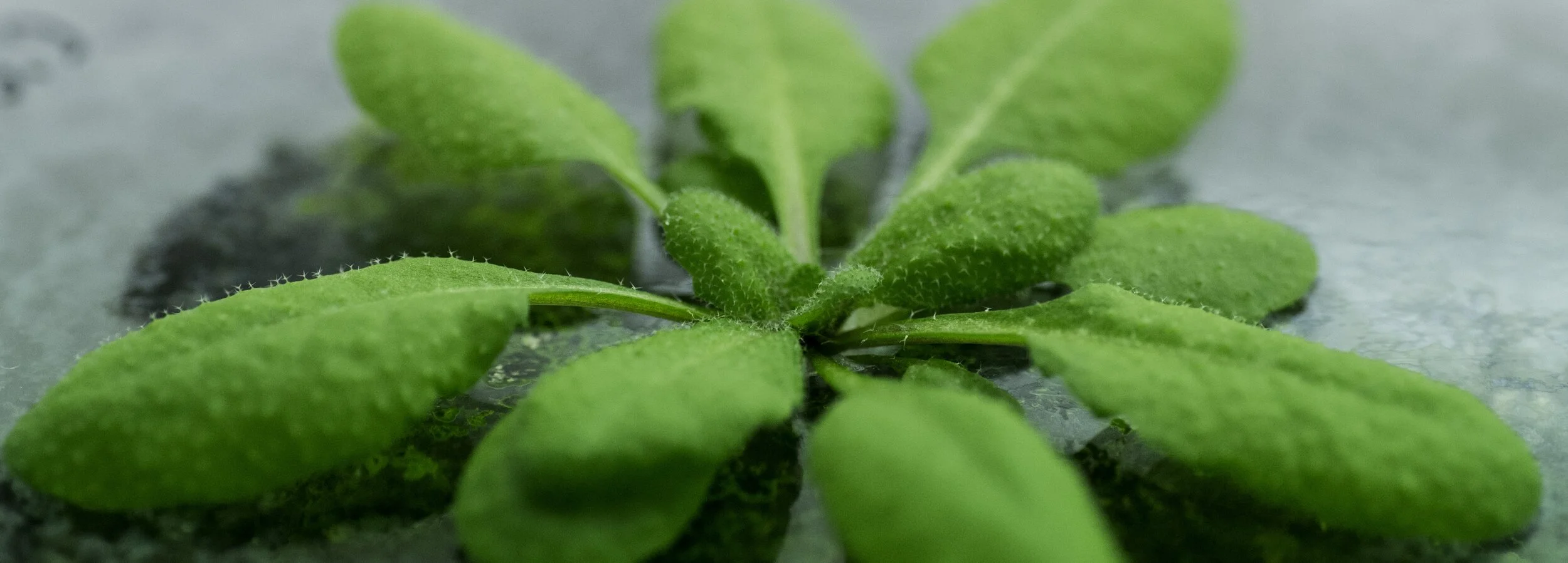 Plant Invent laboratory and gas-exchange equipment