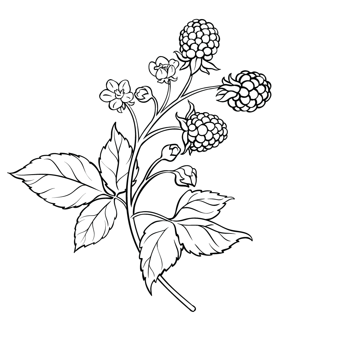 2021-07-29 - blackberry bramble image.png