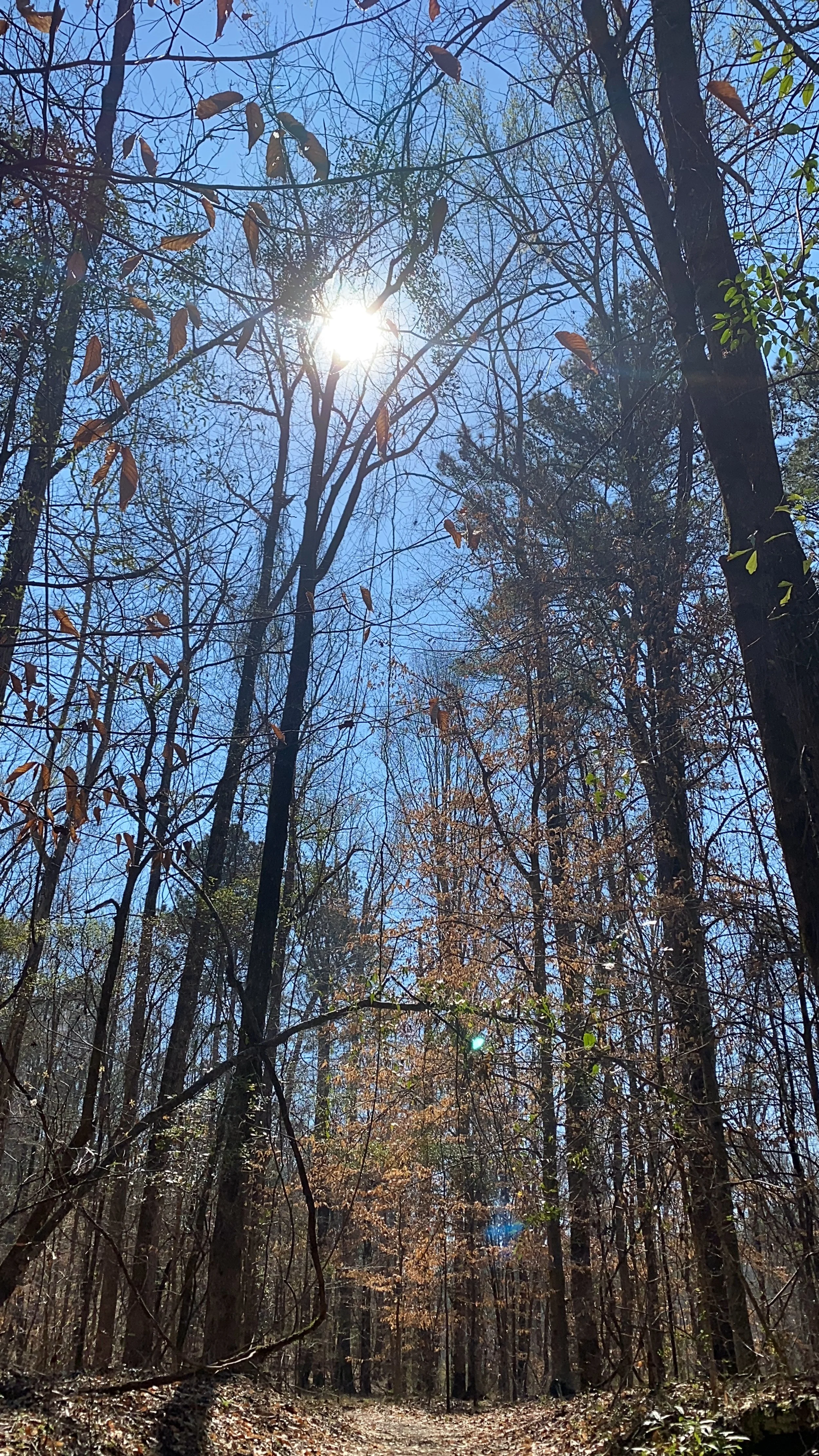 Sun.JPG