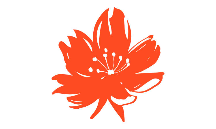 Illustration of a red cherry blossom flower with black stamens on a black background.