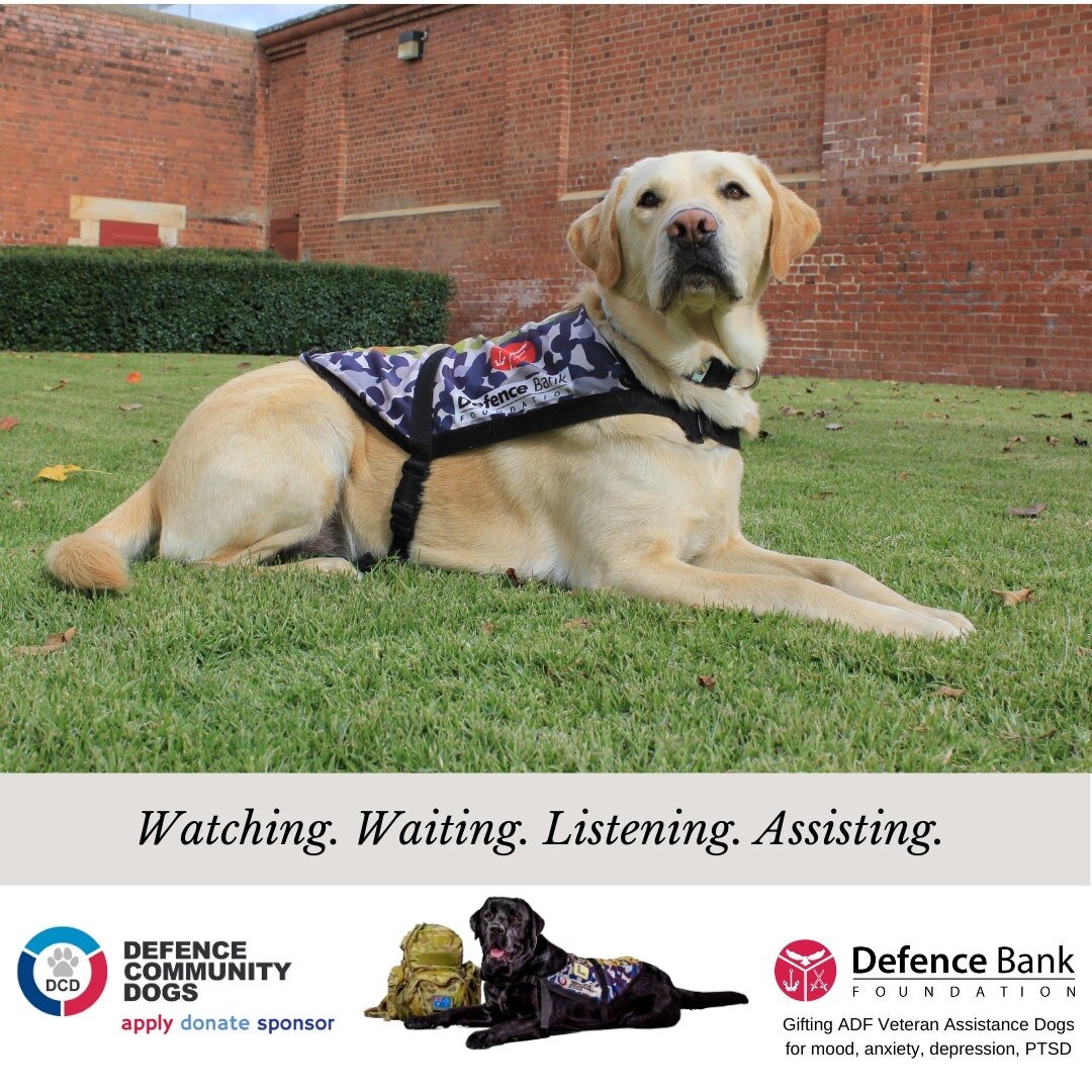Defence Community Dogs is made possible by Defence Bank Foundation.

ADF Veteran Assistance Dogs for mood, anxiety and depressive conditions, incl. PTSD. Improving the lives of Veterans. One paw at a time.

www.dcdogs.com.au
www.dcdogs.com.au/apply
w