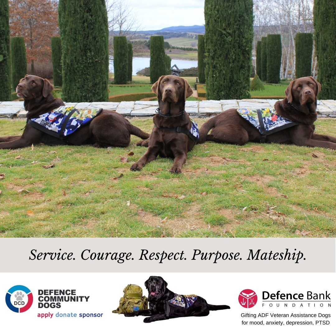 Defence Community Dogs is made possible by Defence Bank Foundation.
ADF Veteran Assistance Dogs for mood, anxiety and depressive conditions, incl. PTSD. Improving the lives of Veterans. One paw at a time.

www.dcdogs.com.au
www.dcdogs.com.au/apply
ww