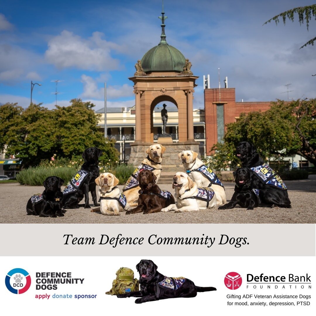 Defence Community Dogs is made possible by Defence Bank Foundation.

ADF Veteran Assistance Dogs for mood, anxiety and depressive conditions, incl. PTSD. Improving the lives of Veterans. One paw at a time.

www.dcdogs.com.au
www.dcdogs.com.au/apply
w