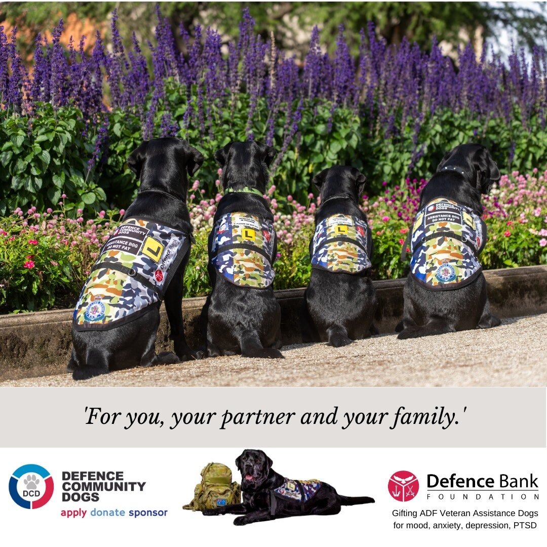 Defence Community Dogs is made possible by Defence Bank Foundation.

ADF Veteran Assistance Dogs for mood, anxiety and depressive conditions, incl. PTSD. Improving the lives of Veterans. One paw at a time.

www.dcdogs.com.au
www.dcdogs.com.au/apply
w