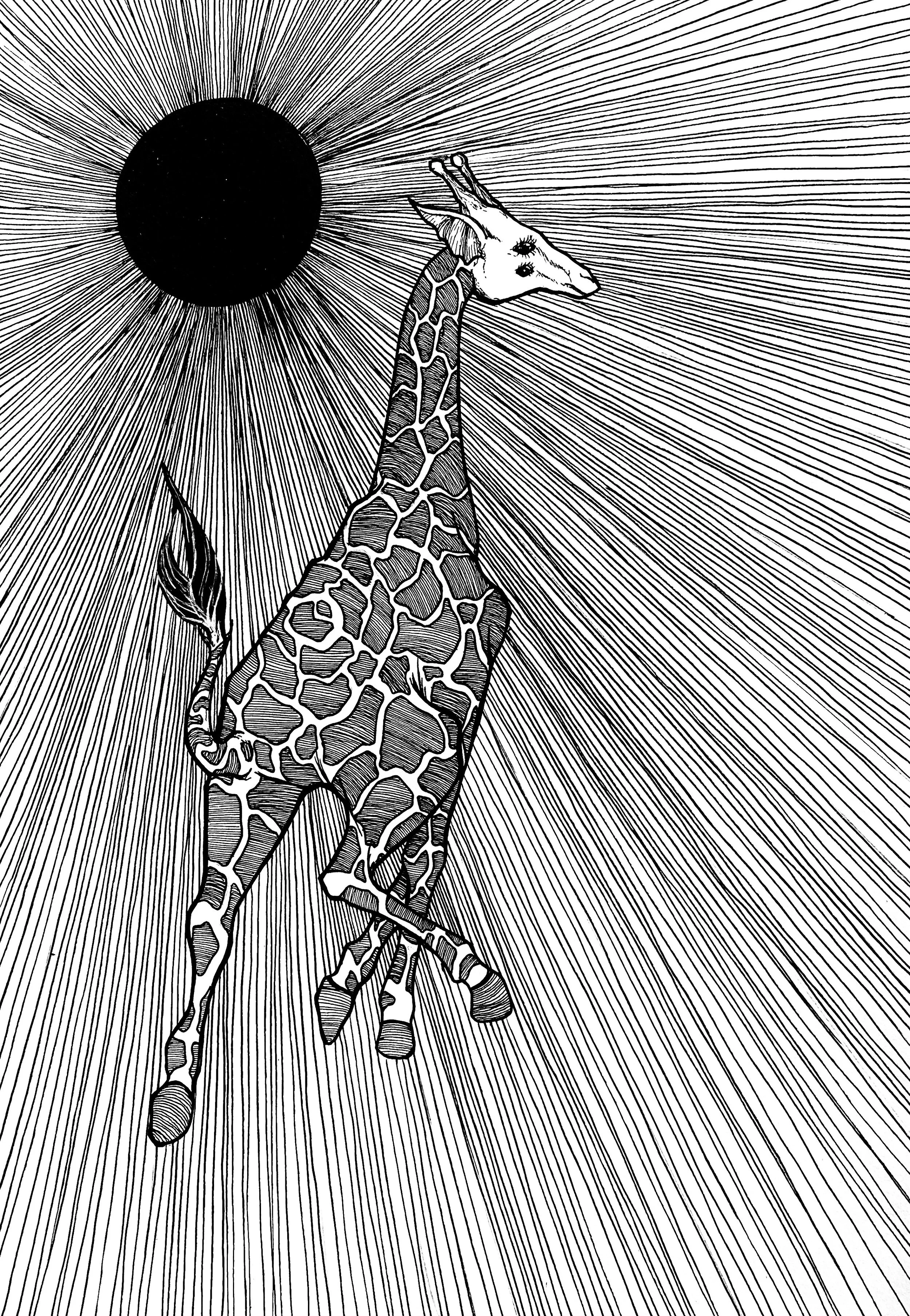 The Amphibious Giraffe & The Midnight Sun