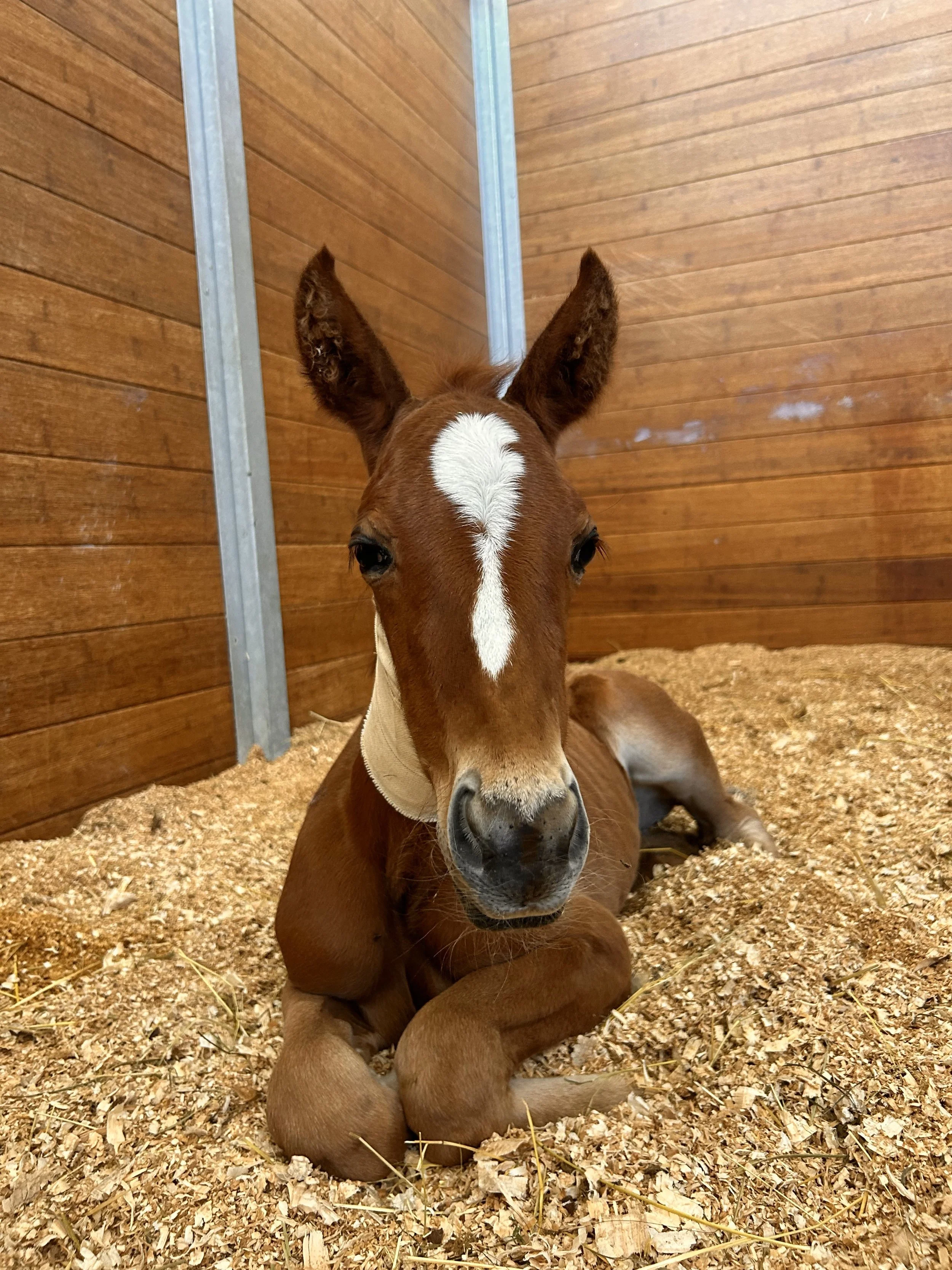neonatal foal