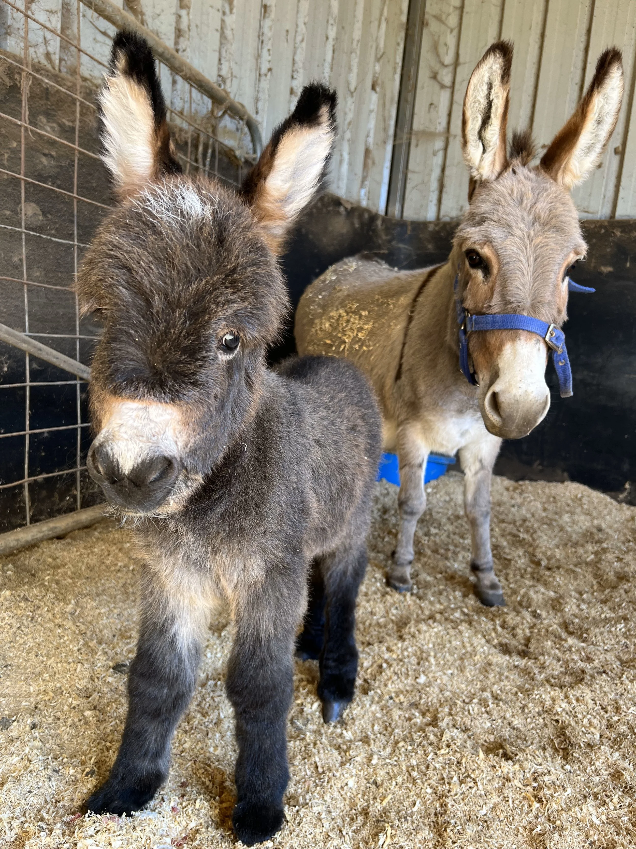 minature donkey