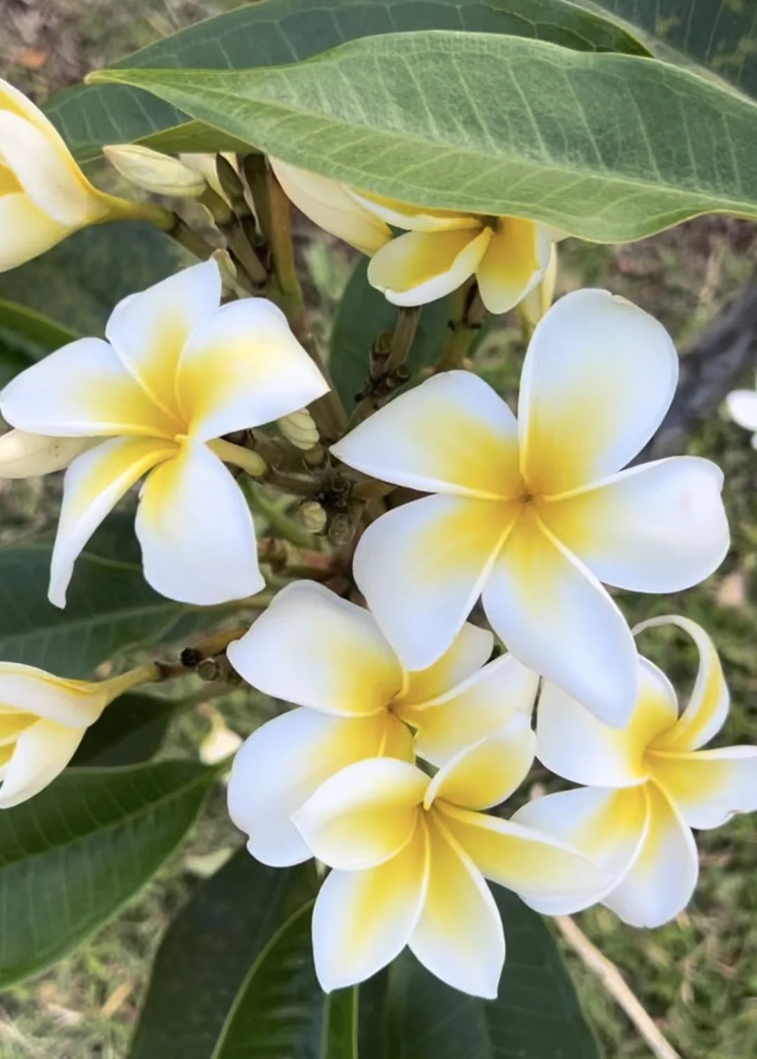 Yoga and Art Retreat at Kahuku Farms